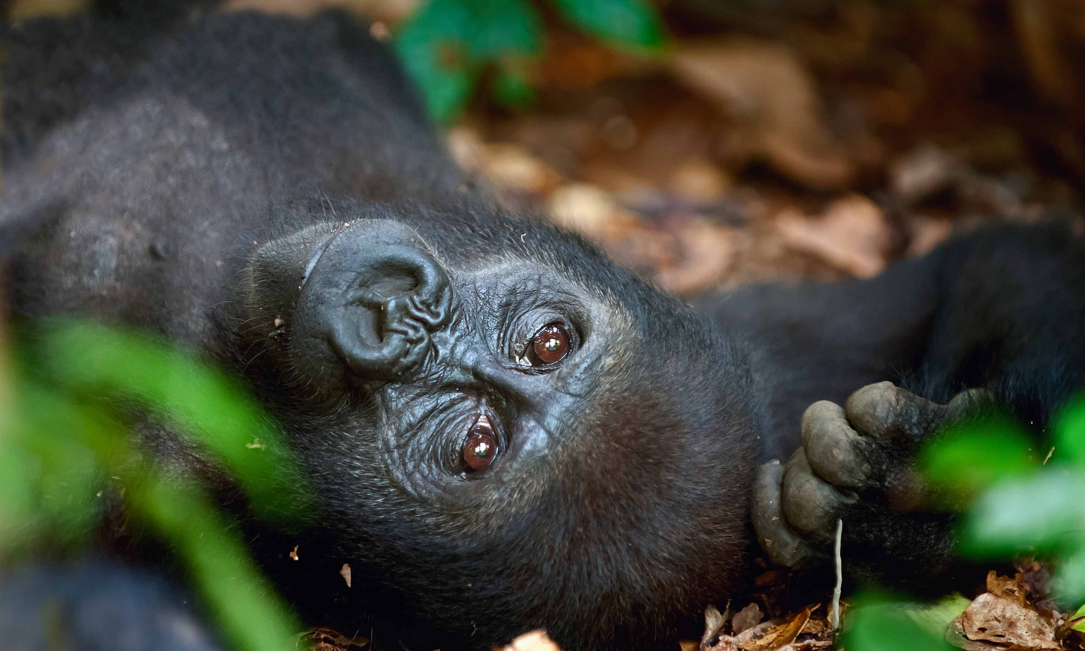 Western lowland female gorilla, Central African Republic (Shutterstock)