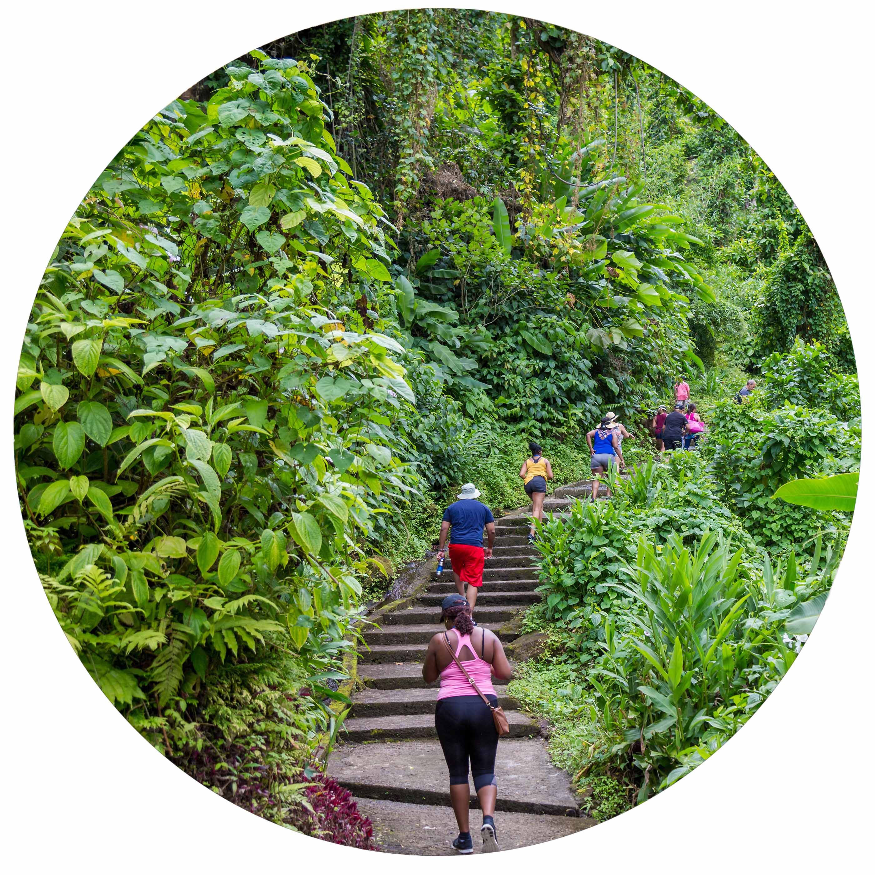 The island is covered in lush forests