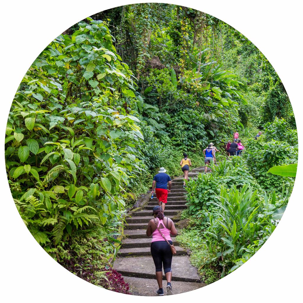 The island is covered in lush forests
