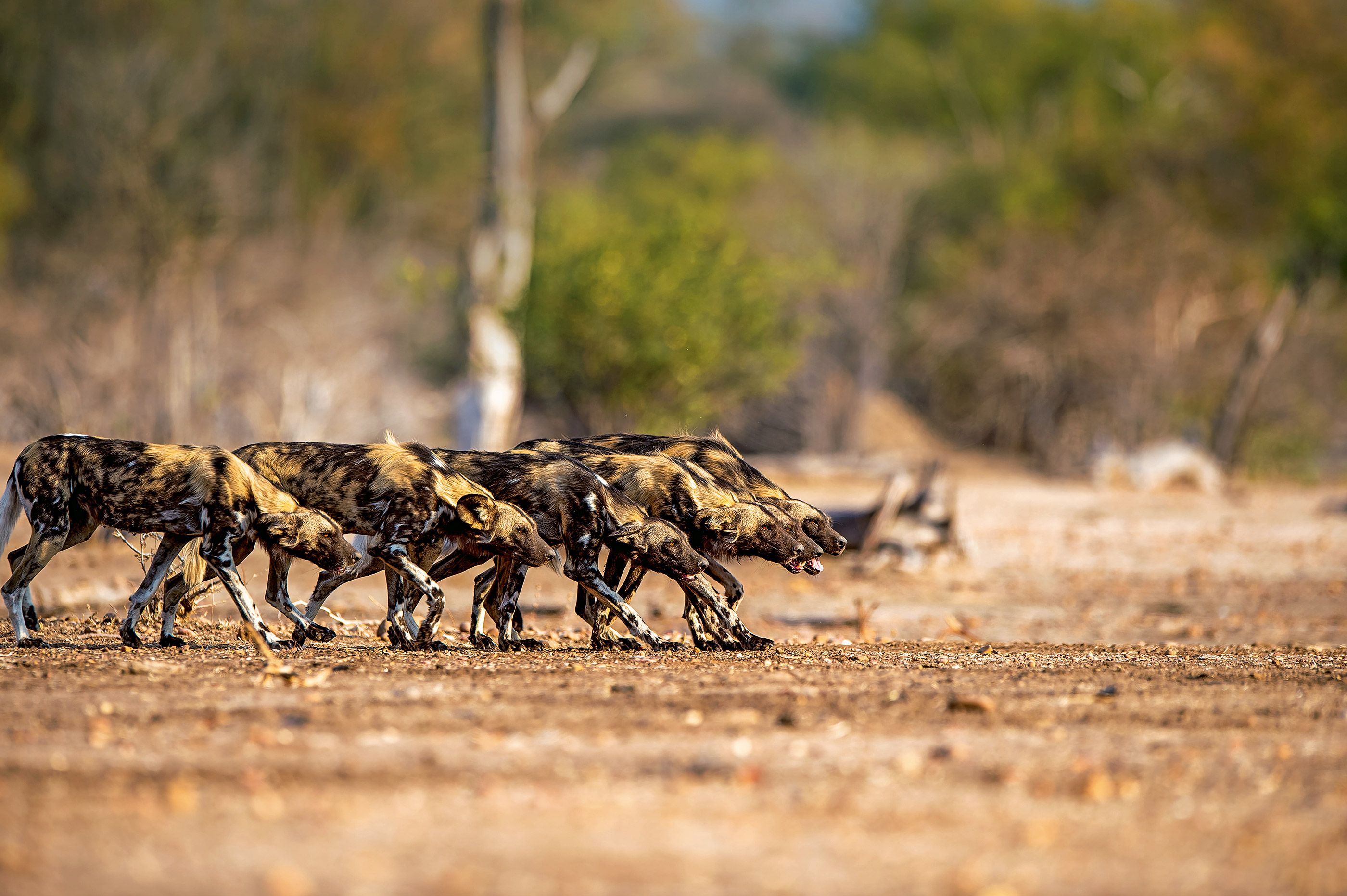 Leader Of The Pack The Painted Wolves Wanderlust