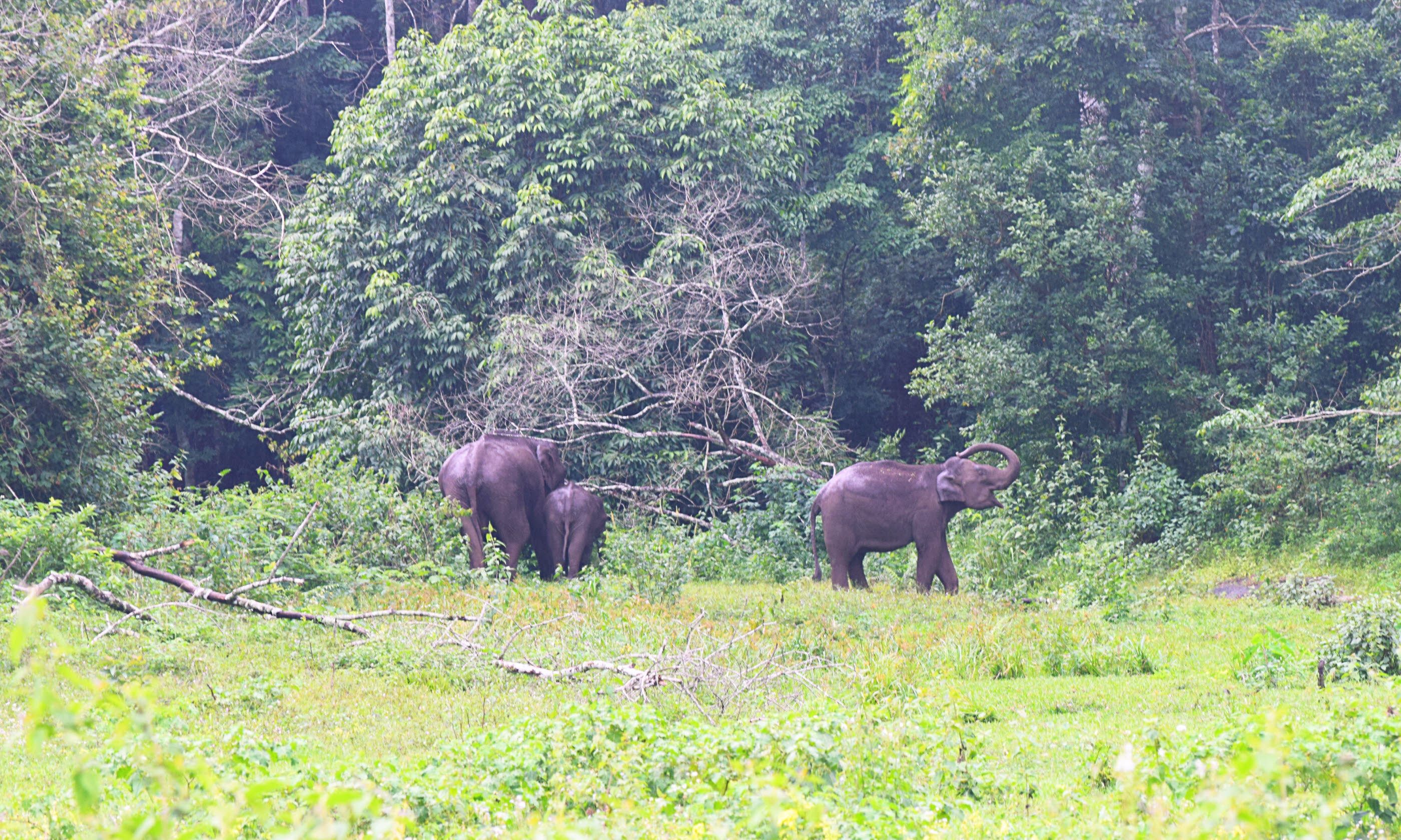 Best Place To See Elephants In India – YVDL