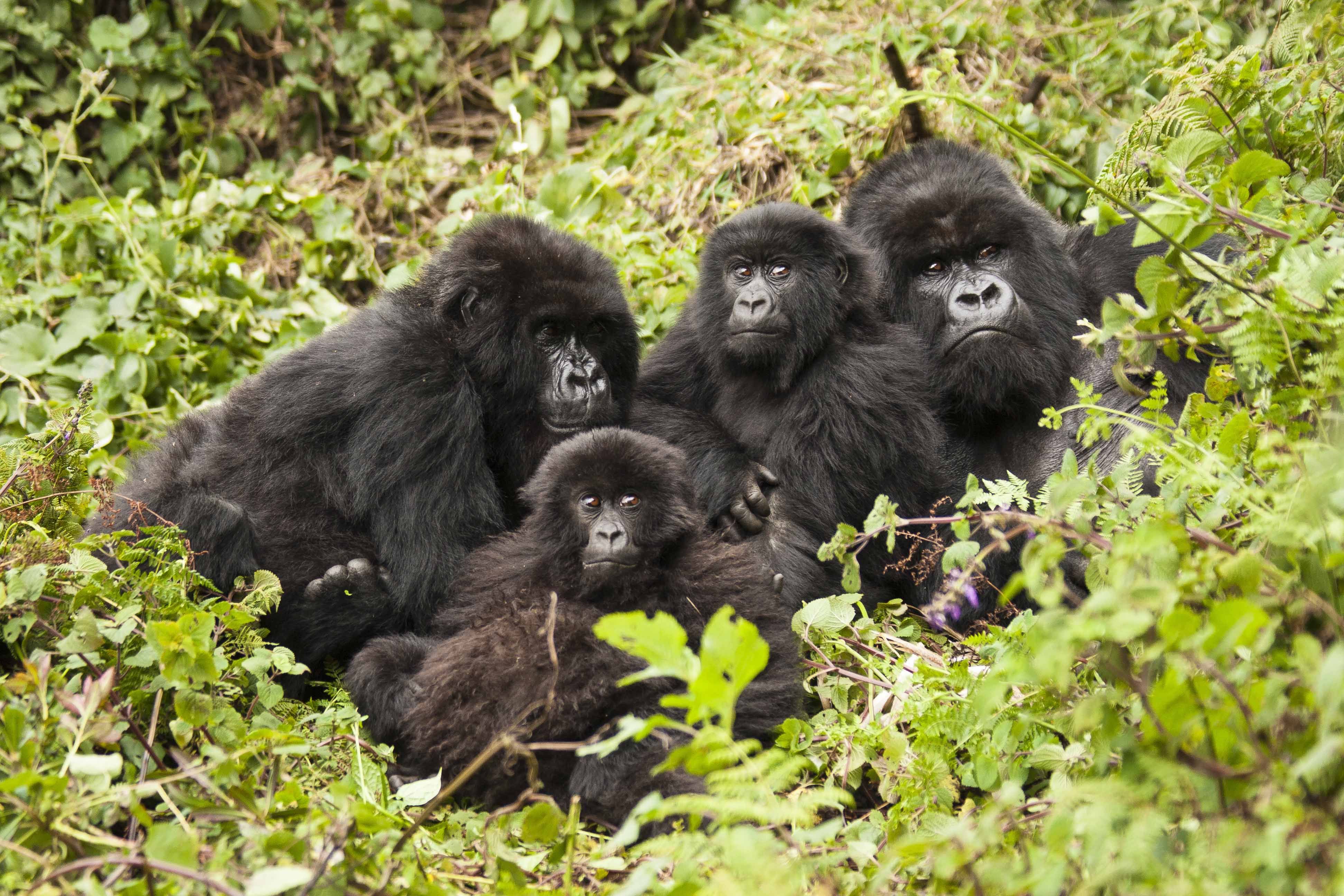 Family of mountain gorillas, Volcanoes National Park, Rwanda (Shutterstock)