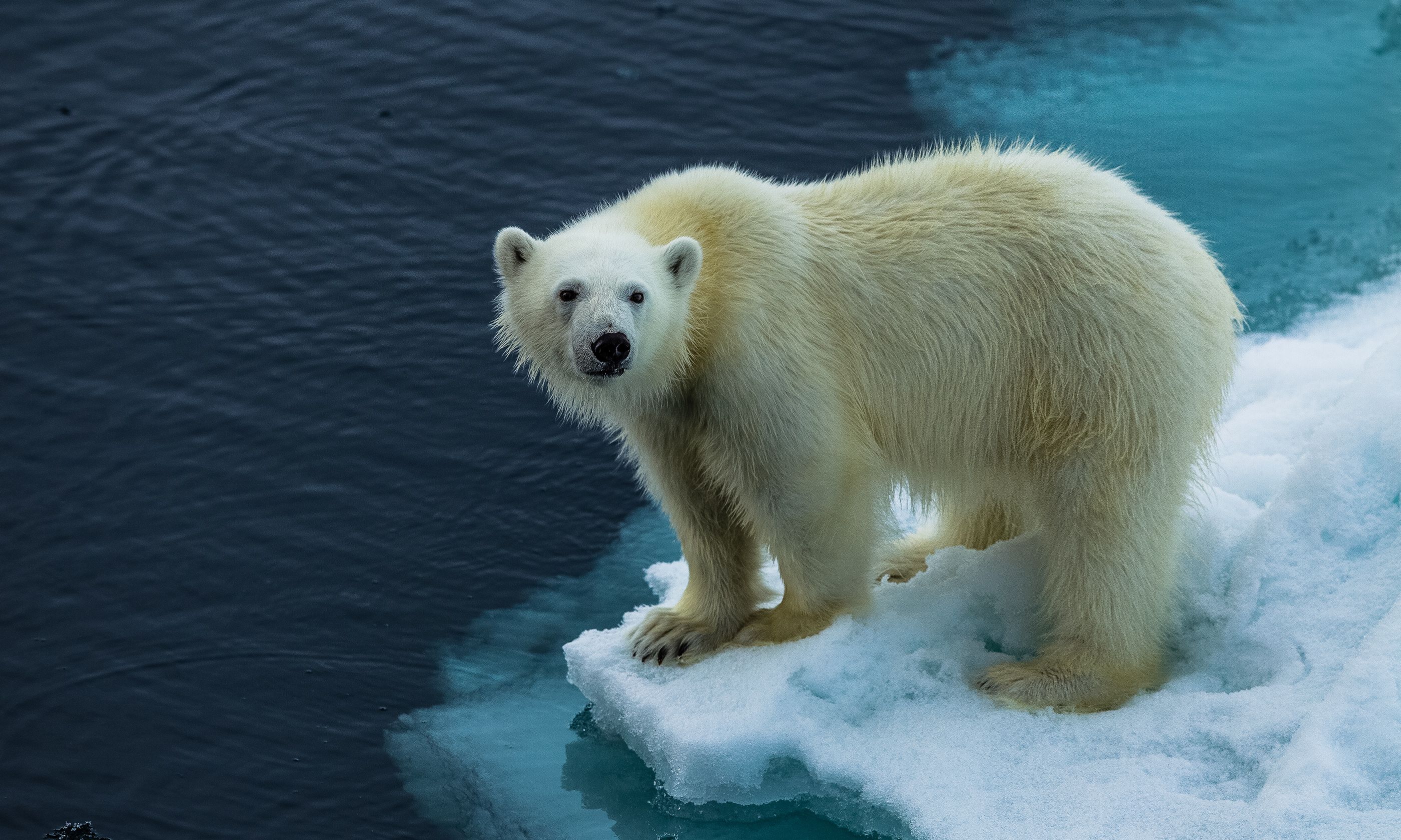 Polar | Travel guide, tips and inspiration | Wanderlust