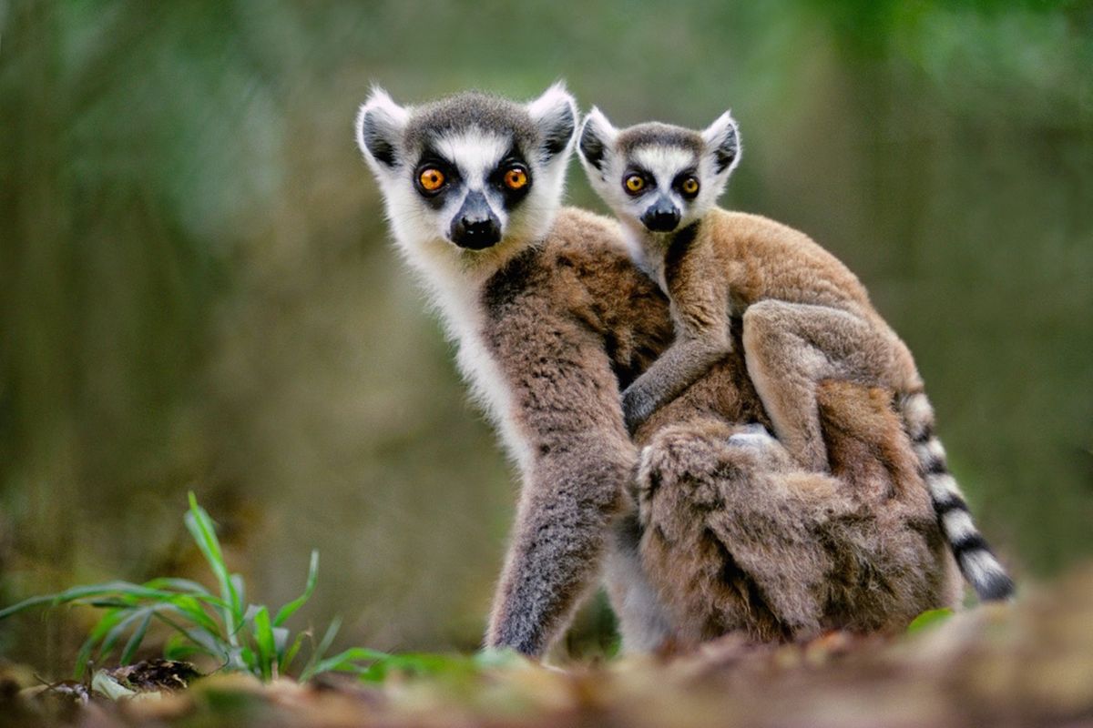 Africa s Top 5 Hotspots For Fantastic Wildlife Photography By Frans africa-s-top-5-hotspots-for-fantastic-wildlife-photography-by-frans