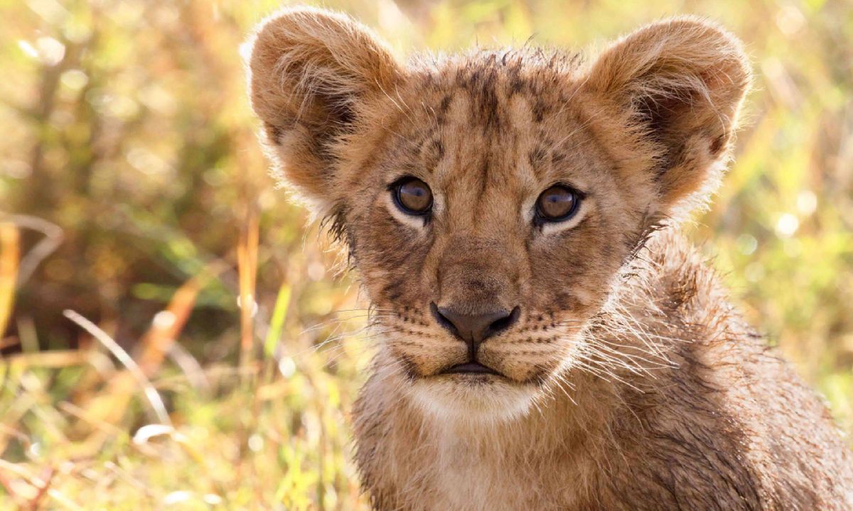 Masai Mara in April Why it's the perfect time to go wildlife watching