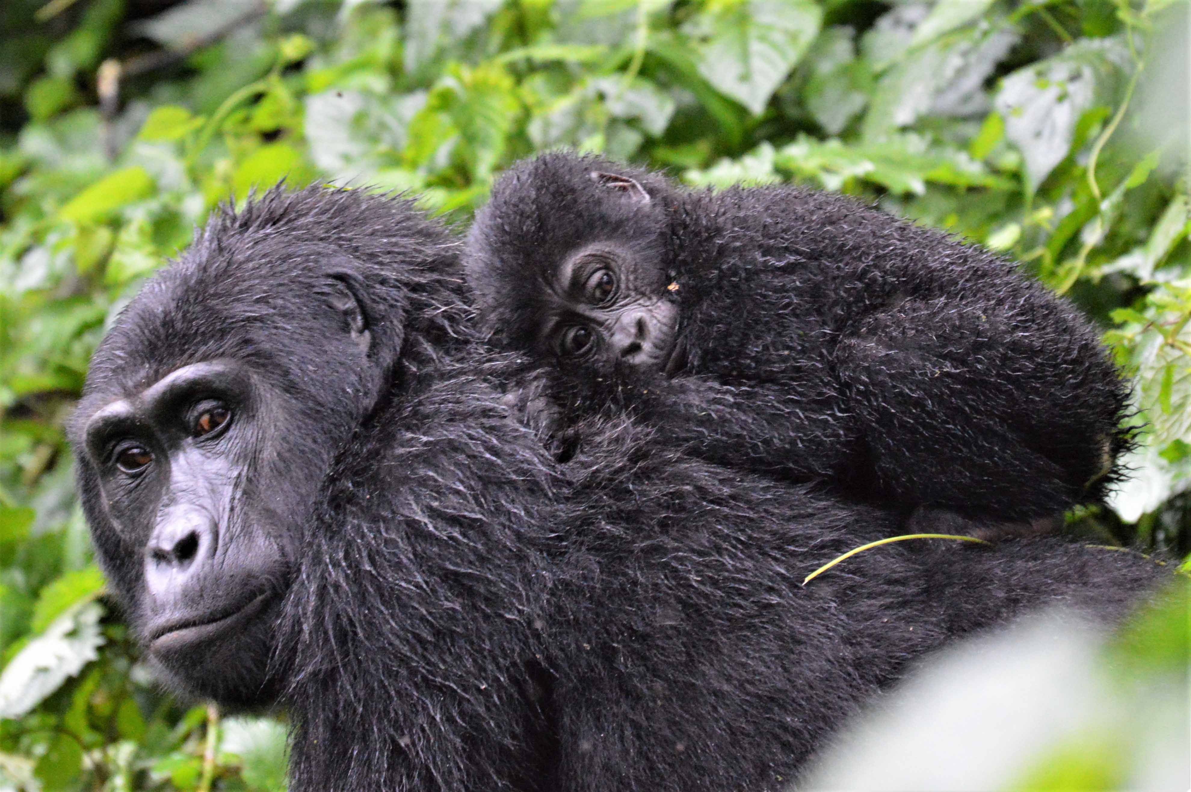 Mountain gorilla, Bwindi, Uganda (Shutterstock)