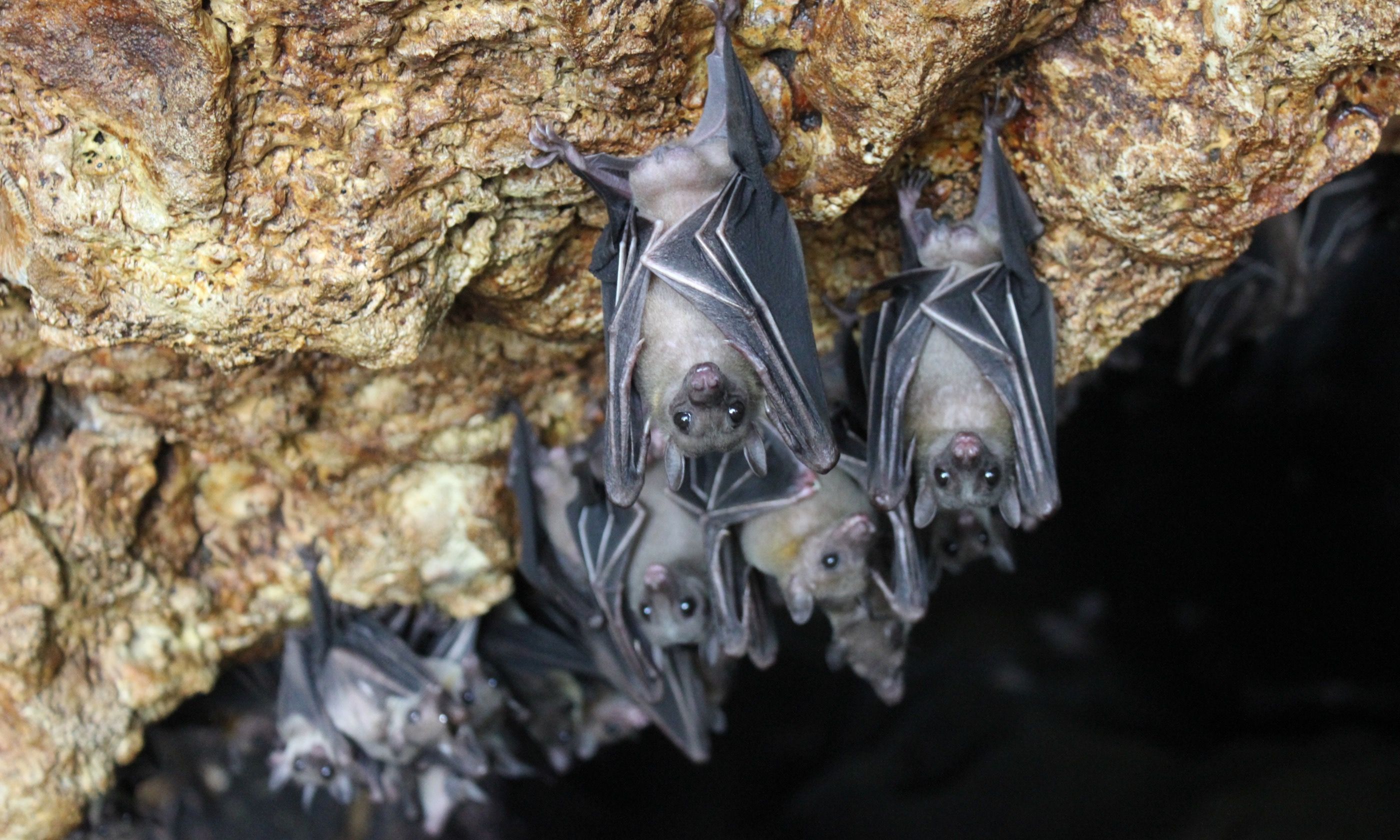 The best places in the world to see bats Wanderlust