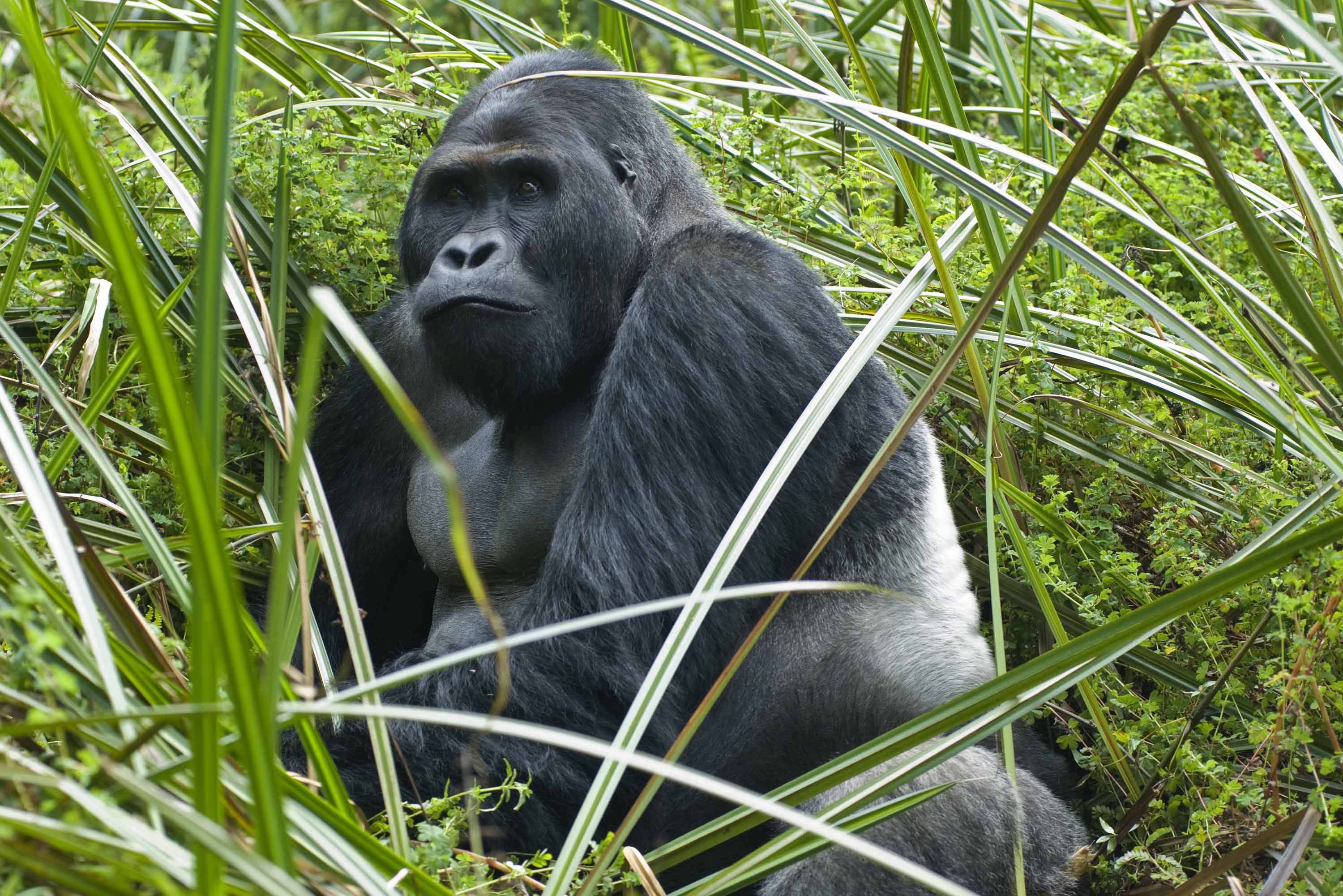 Silverback eastern lowland gorilla, Democratic Republic of Congo (Shutterstock)