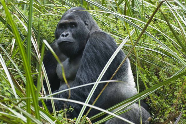 Silverback eastern lowland gorilla, Democratic Republic of Congo (Shutterstock)