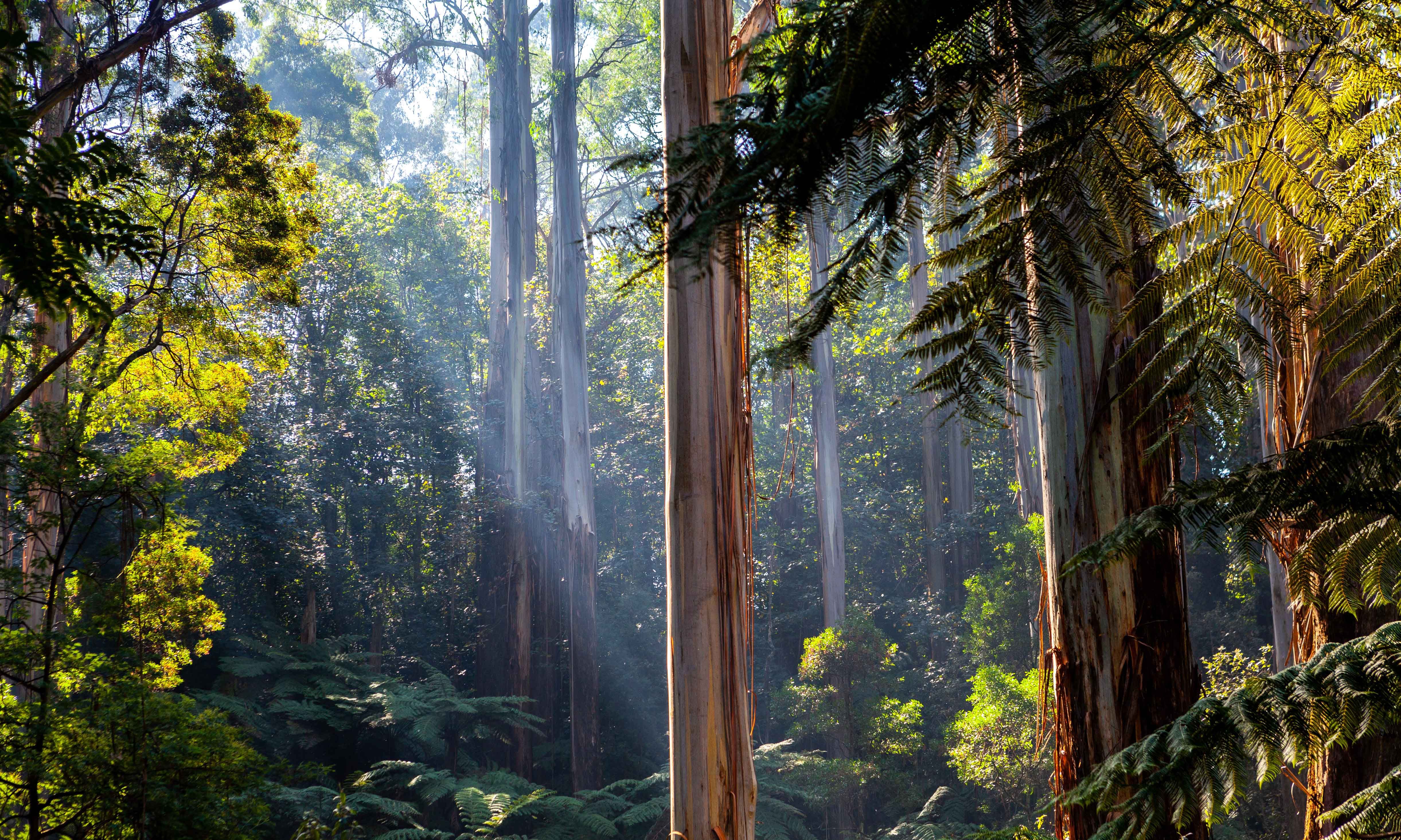 Daintree National Park, Australia (Shutterstock)