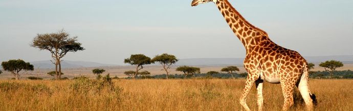 Gordon Buchanan It S Nature At Its Most Extreme Wanderlust