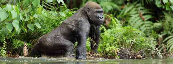 Western lowland gorilla (Shutterstock)