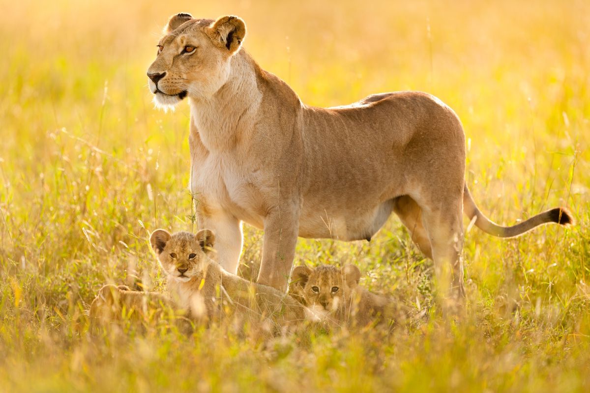 Photo Gallery 16 photos from Frans Lanting Photo Gallery 16 photos from Frans Lanting