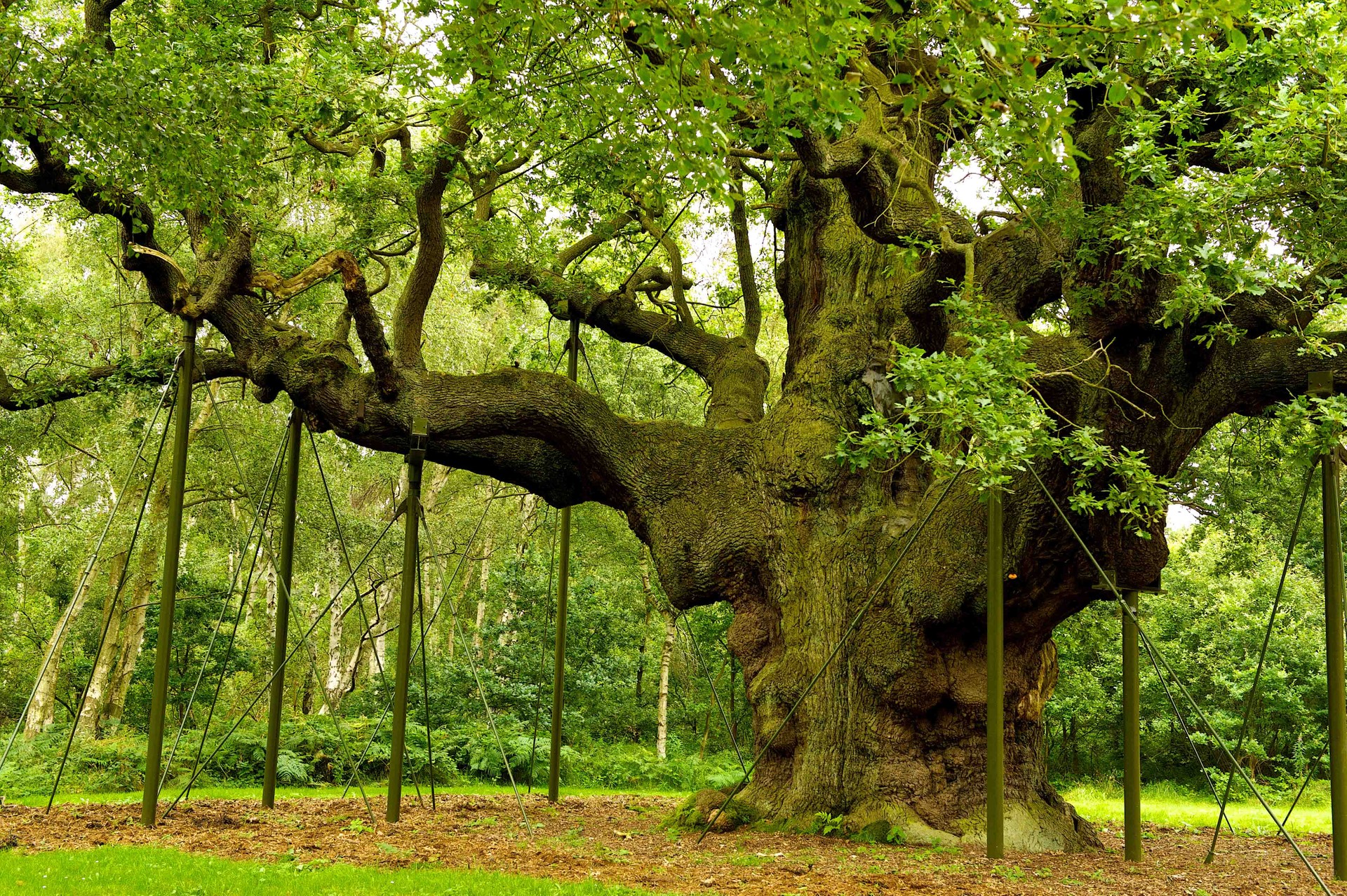 The UK's Oldest and Most Historic Ancient Trees | Wanderlust