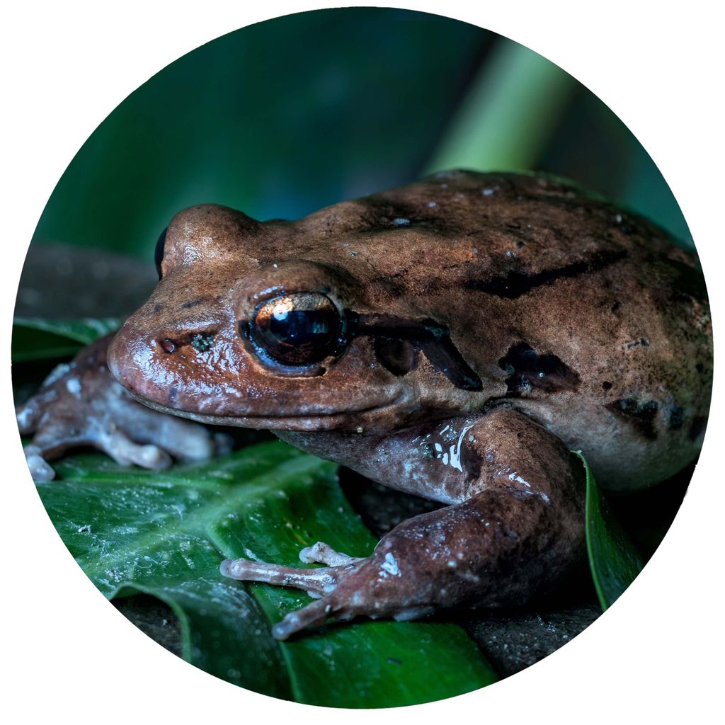 Listen to the night chorus of frogs