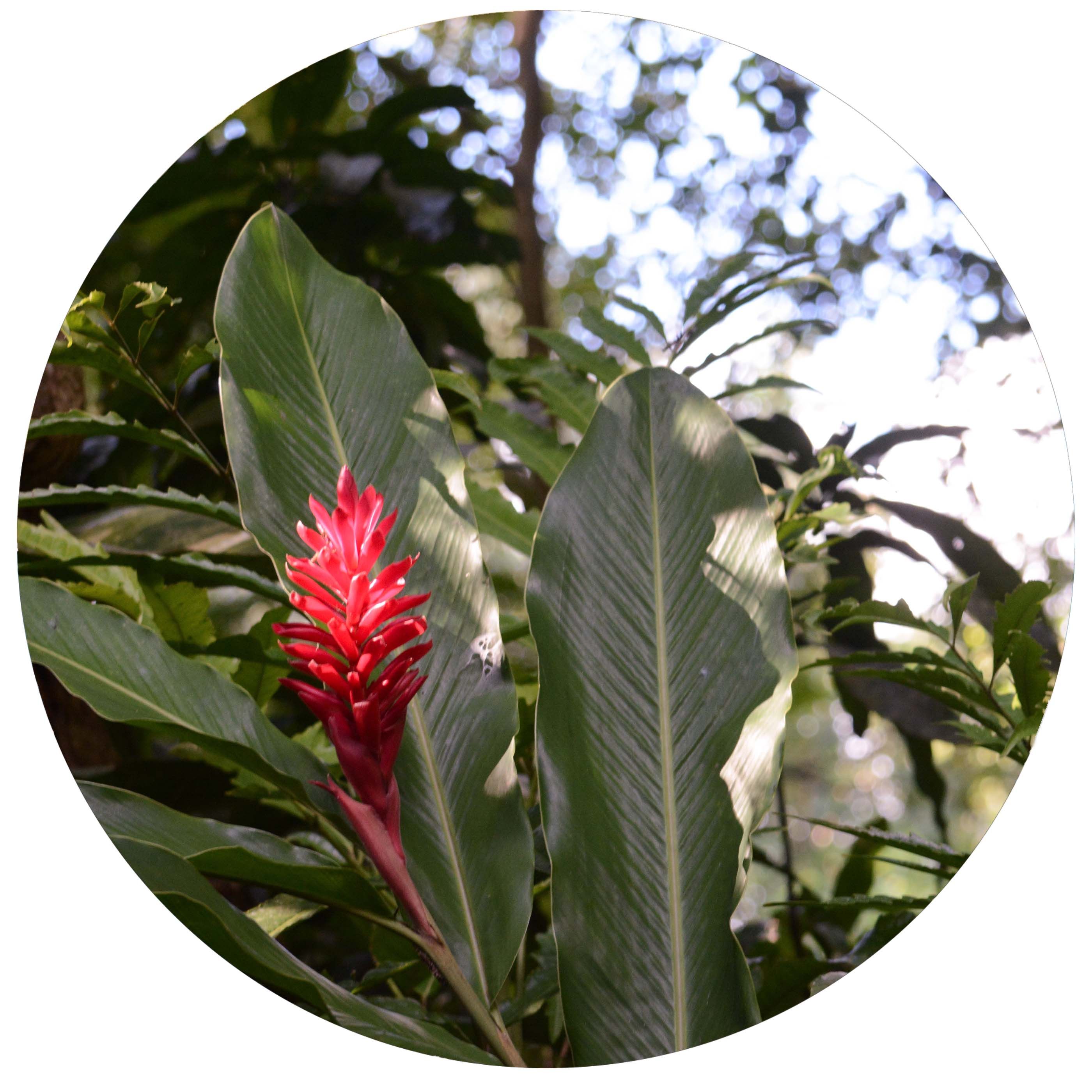 Enjoy studying exotic flowers in the tropical gardens of Papillote (Shutterstock)