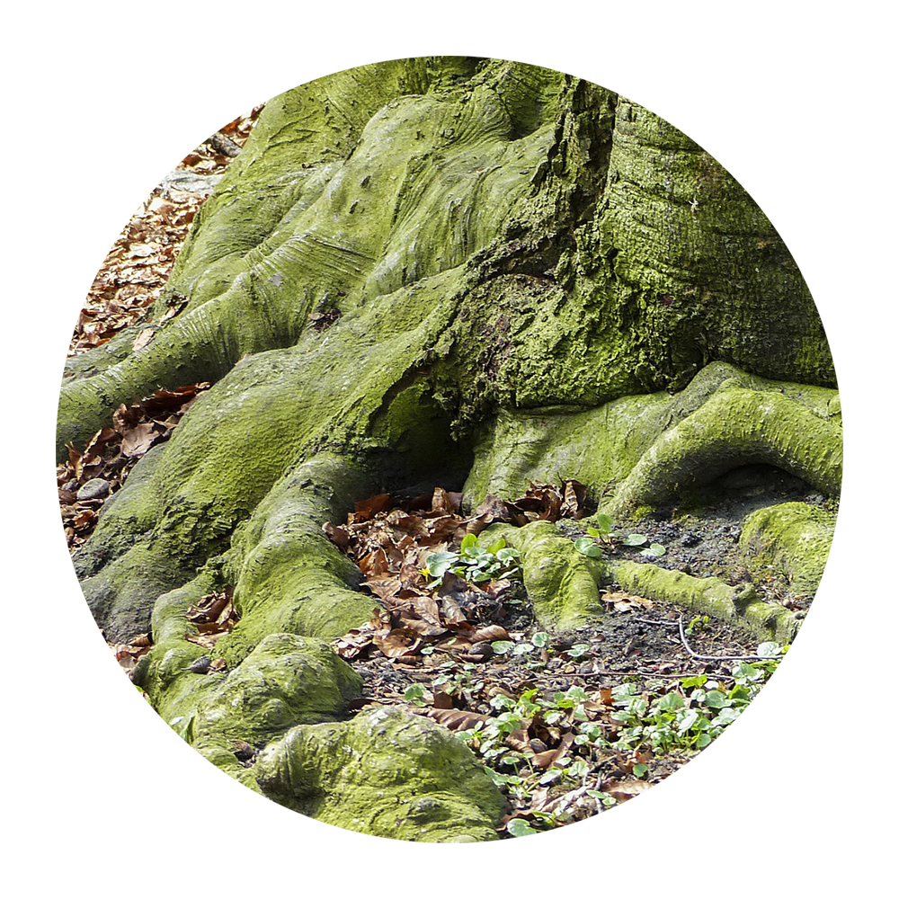 The UK's oldest trees and their storied pasts Wanderlust