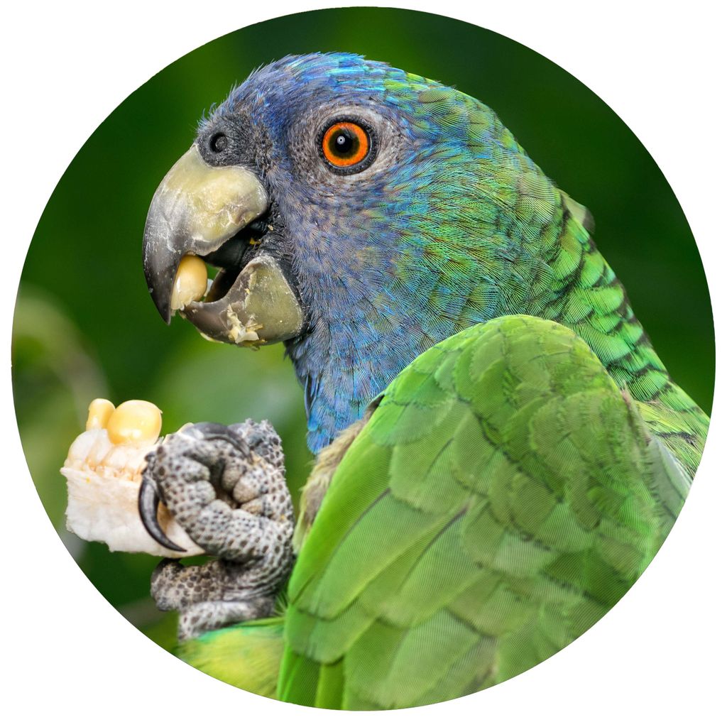 Get up close to the birdlife