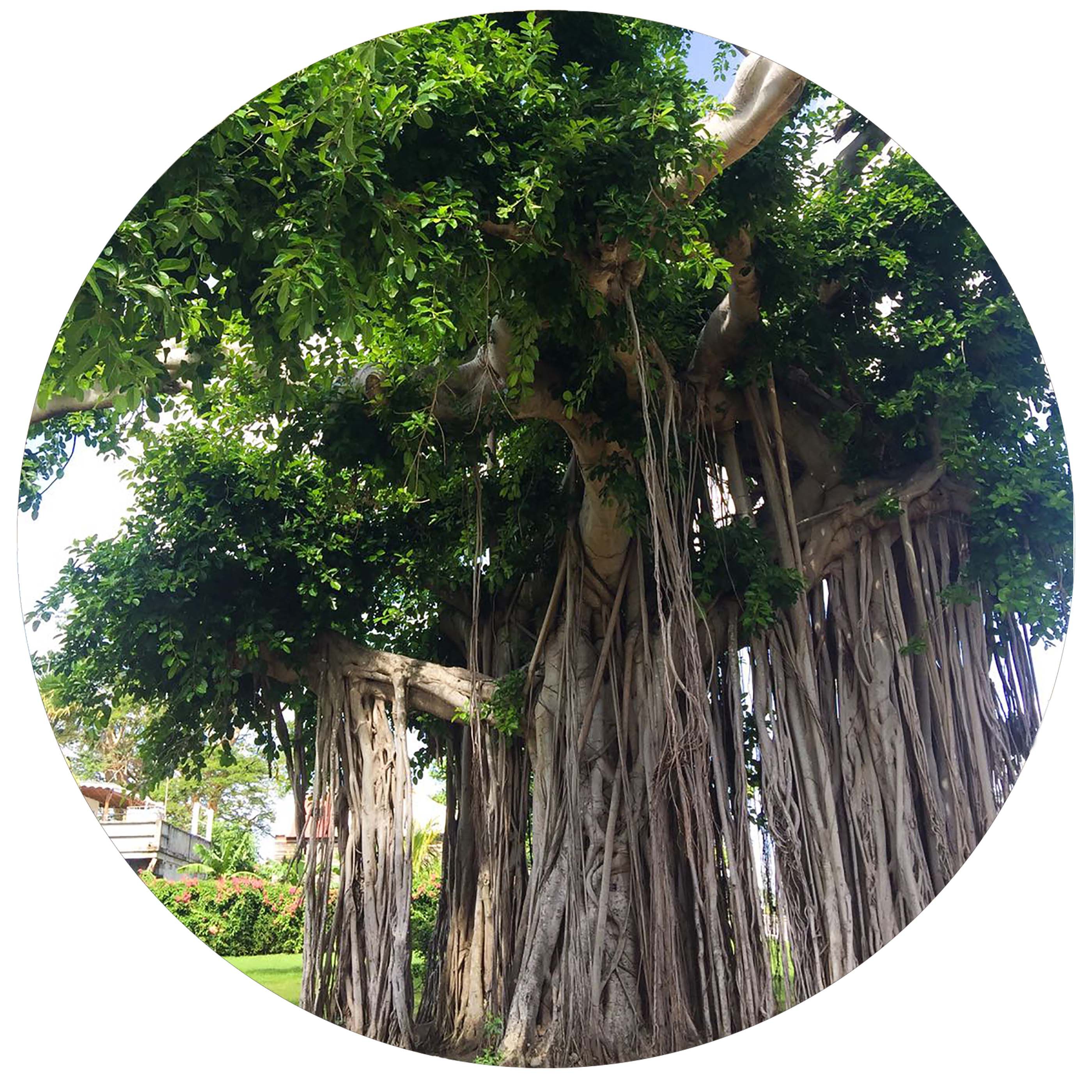 Discover the beauty within the botanical garden