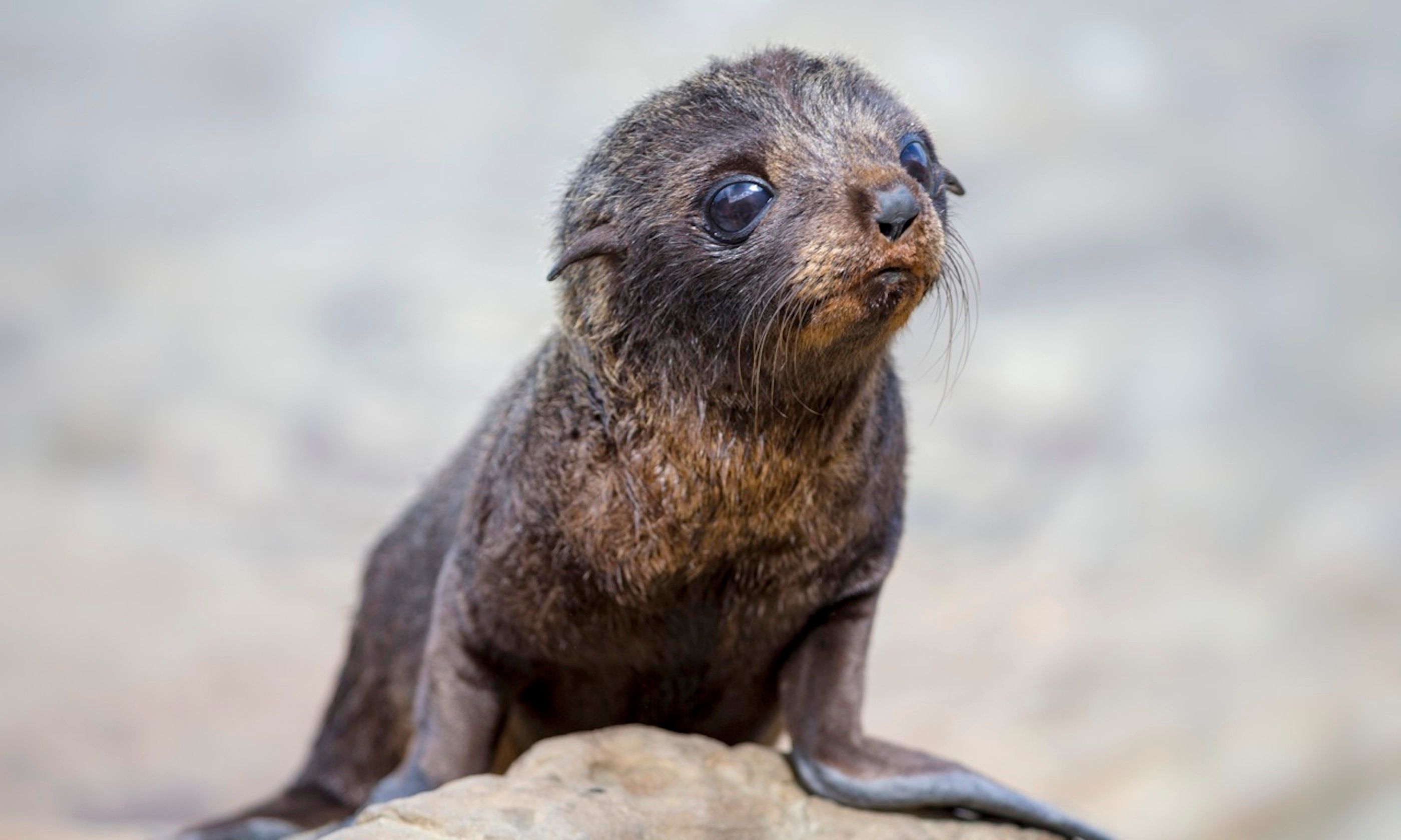 12 adorable animal babies around the world where to see them and the