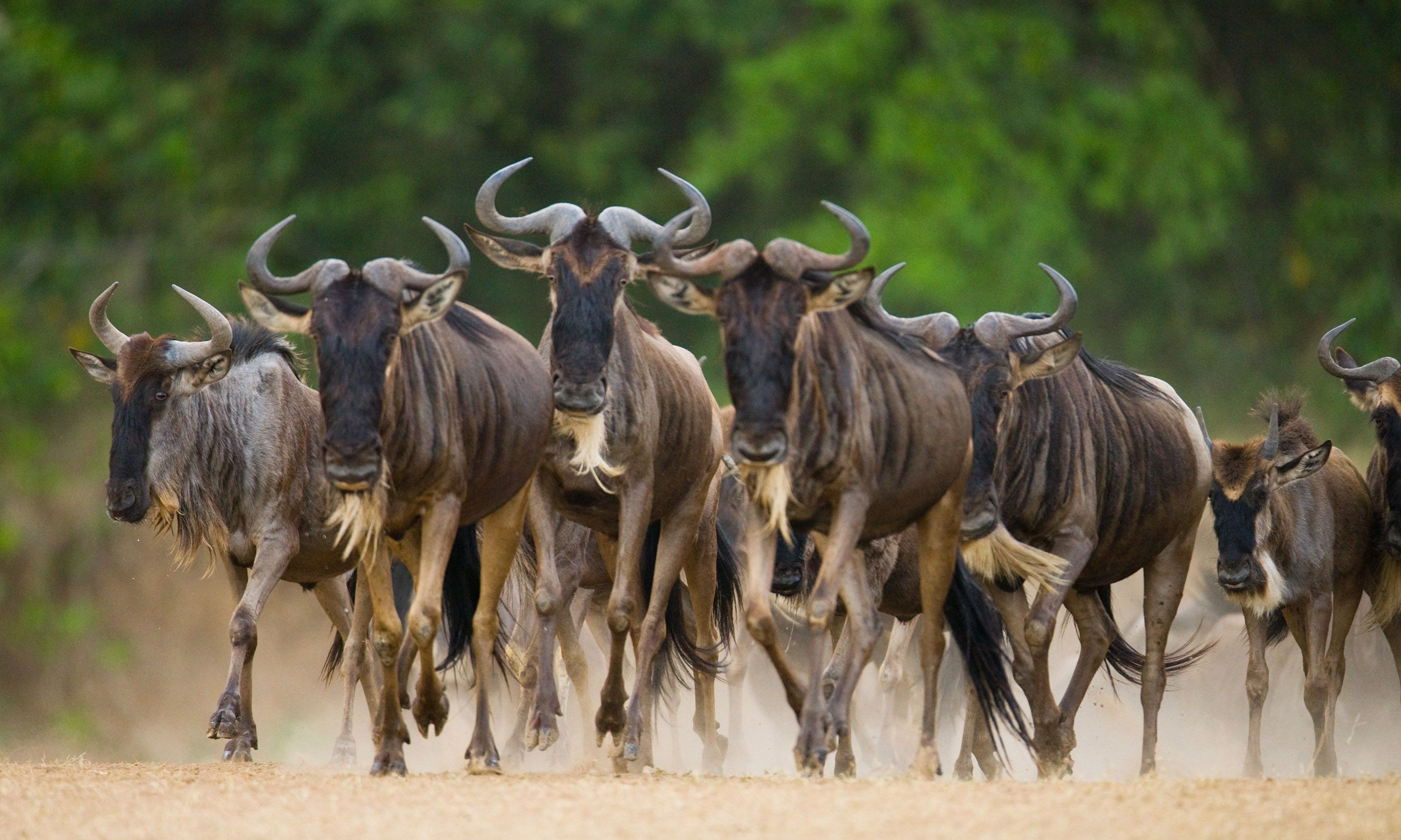 Quiz: Do You Know These Unusual Animal Group Names? | Wanderlust