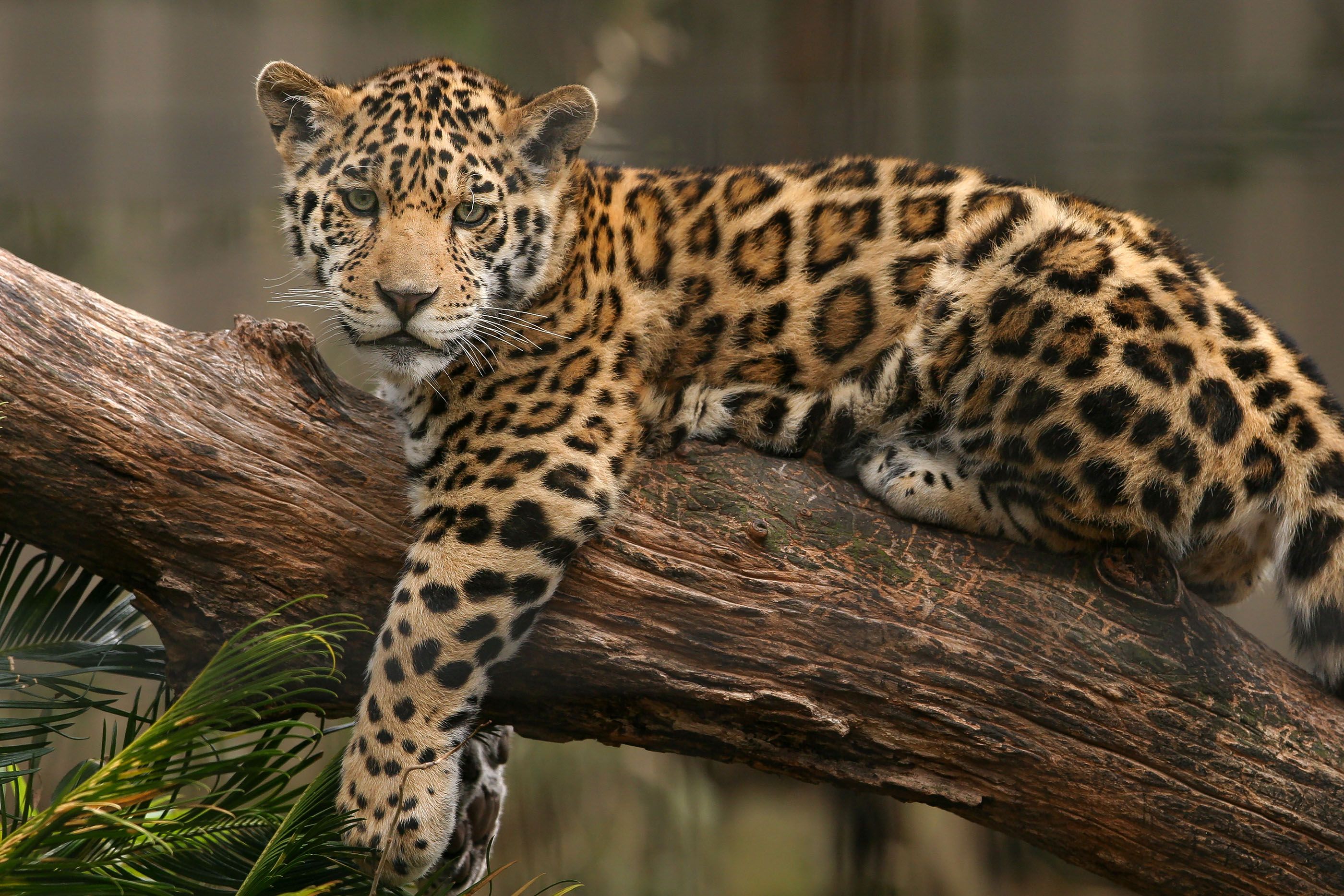 The 7 best places to see jaguars in the wild | Wanderlust
