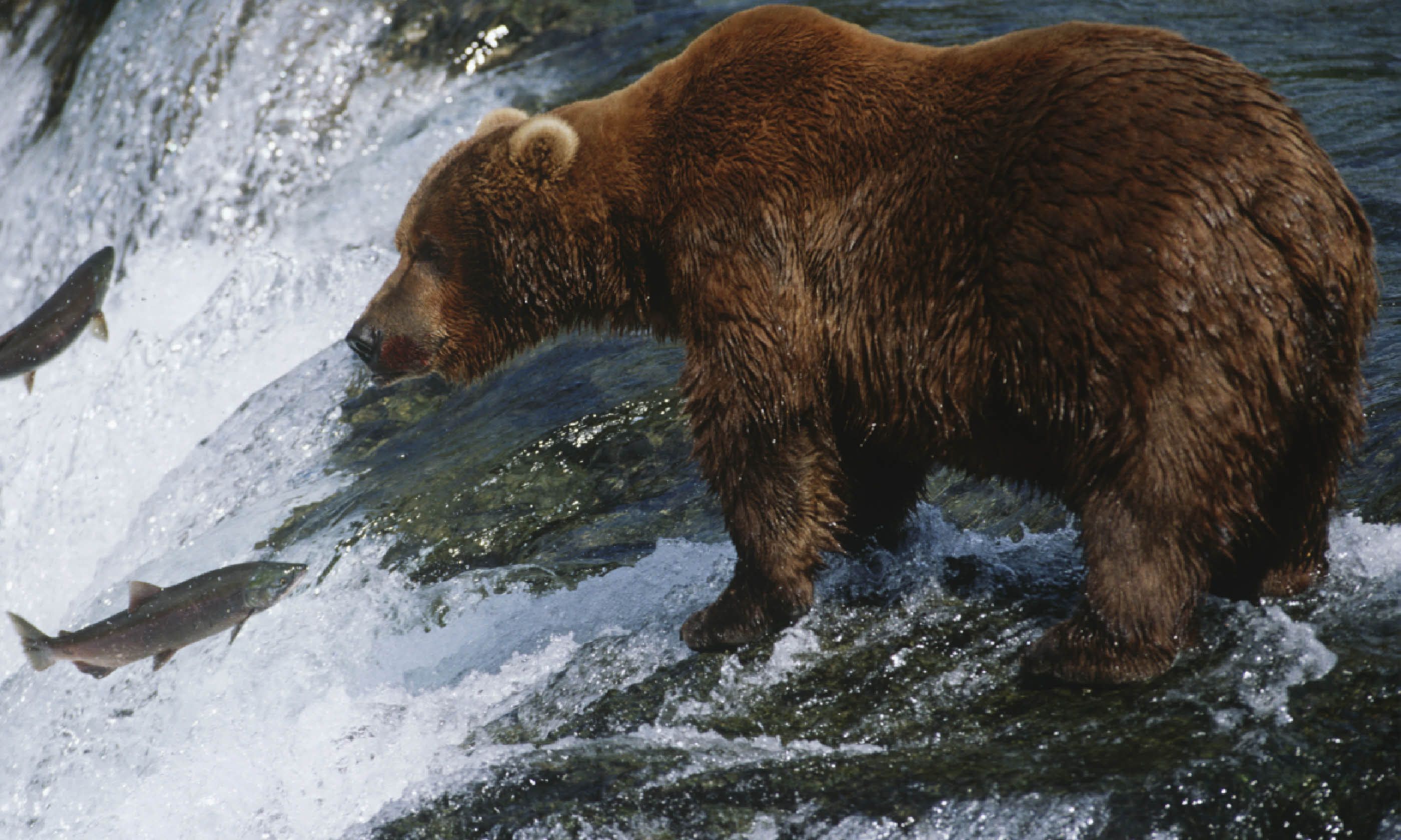 Grizzly bear fishing for salmon (Shutterstock)