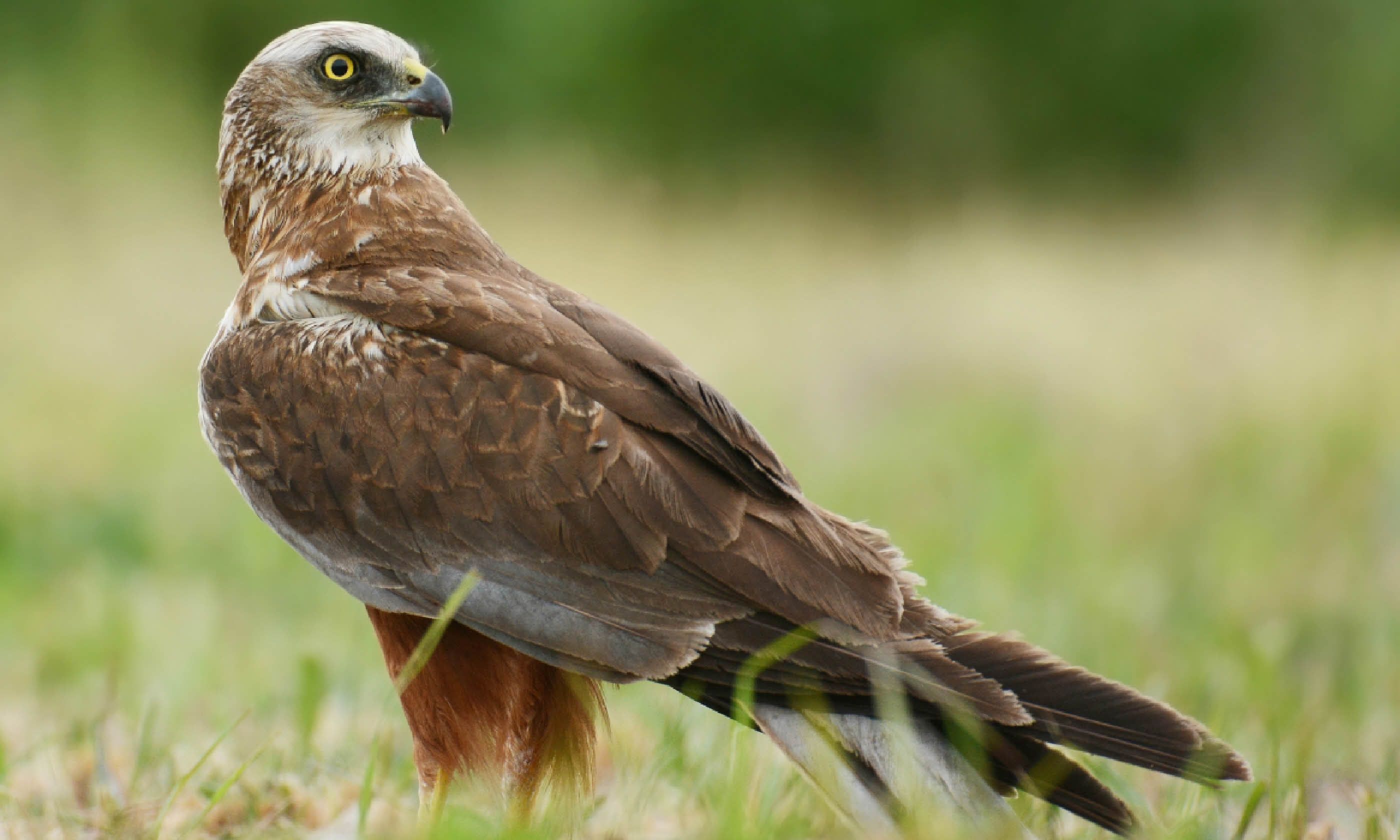 A marsh harrier (Shutterstock)