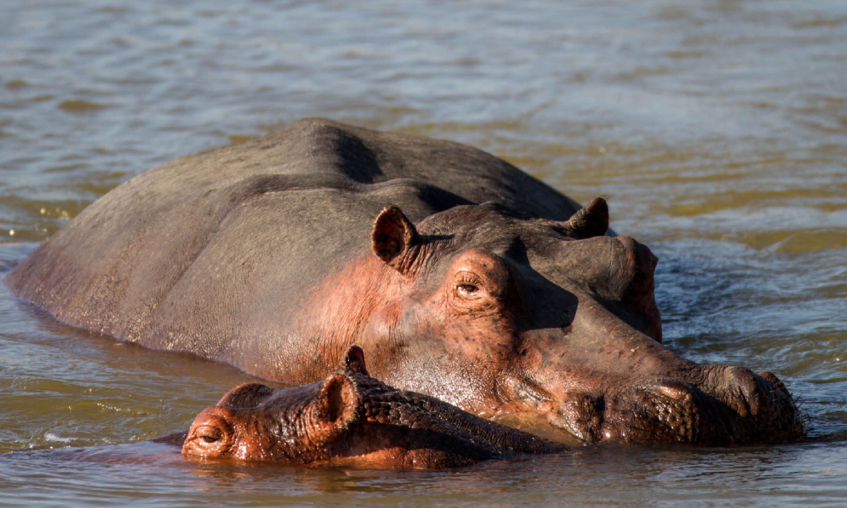 Hippos in South Luangwa National Park (Shutterstock)