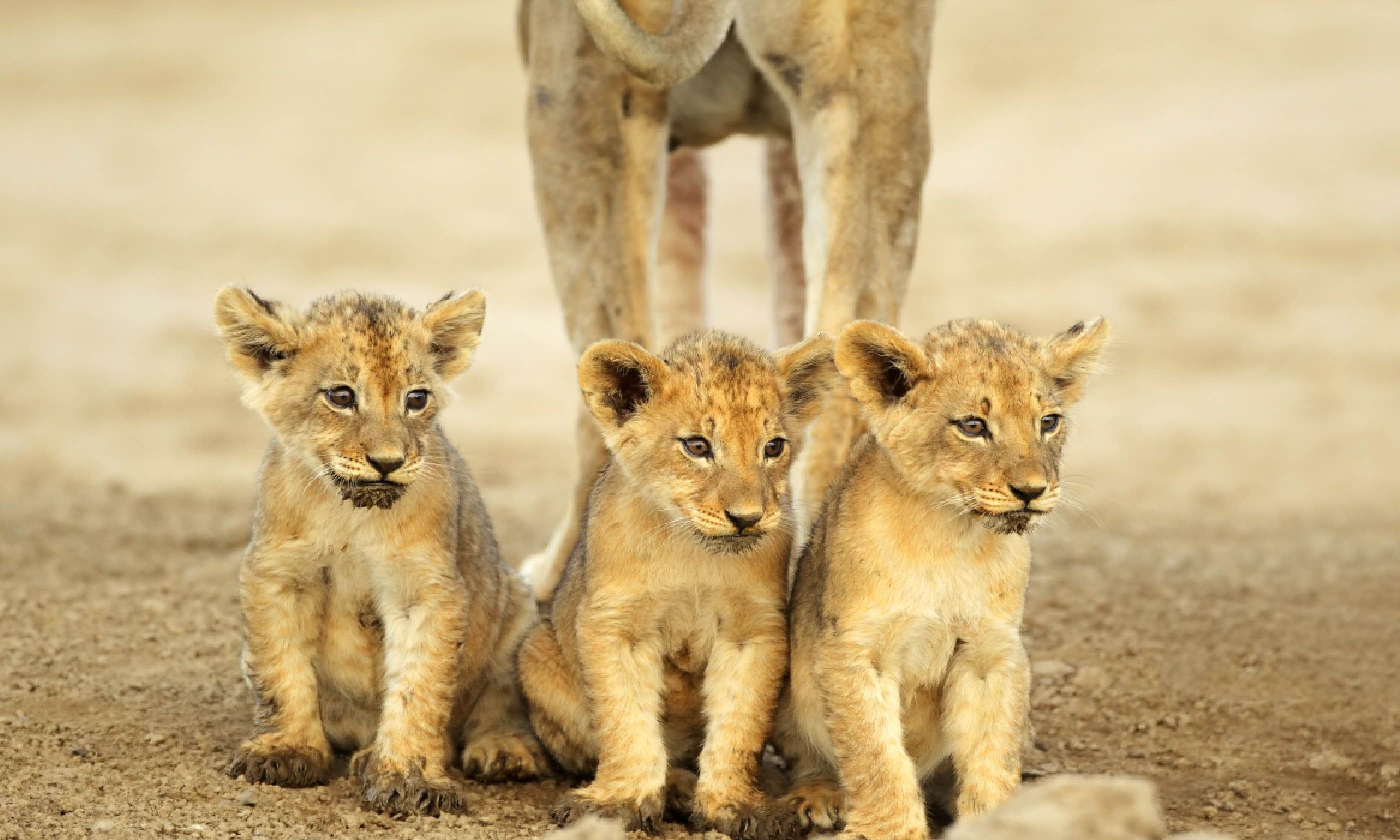 Lion cubs in the Kalahari desert (Shutterstock)