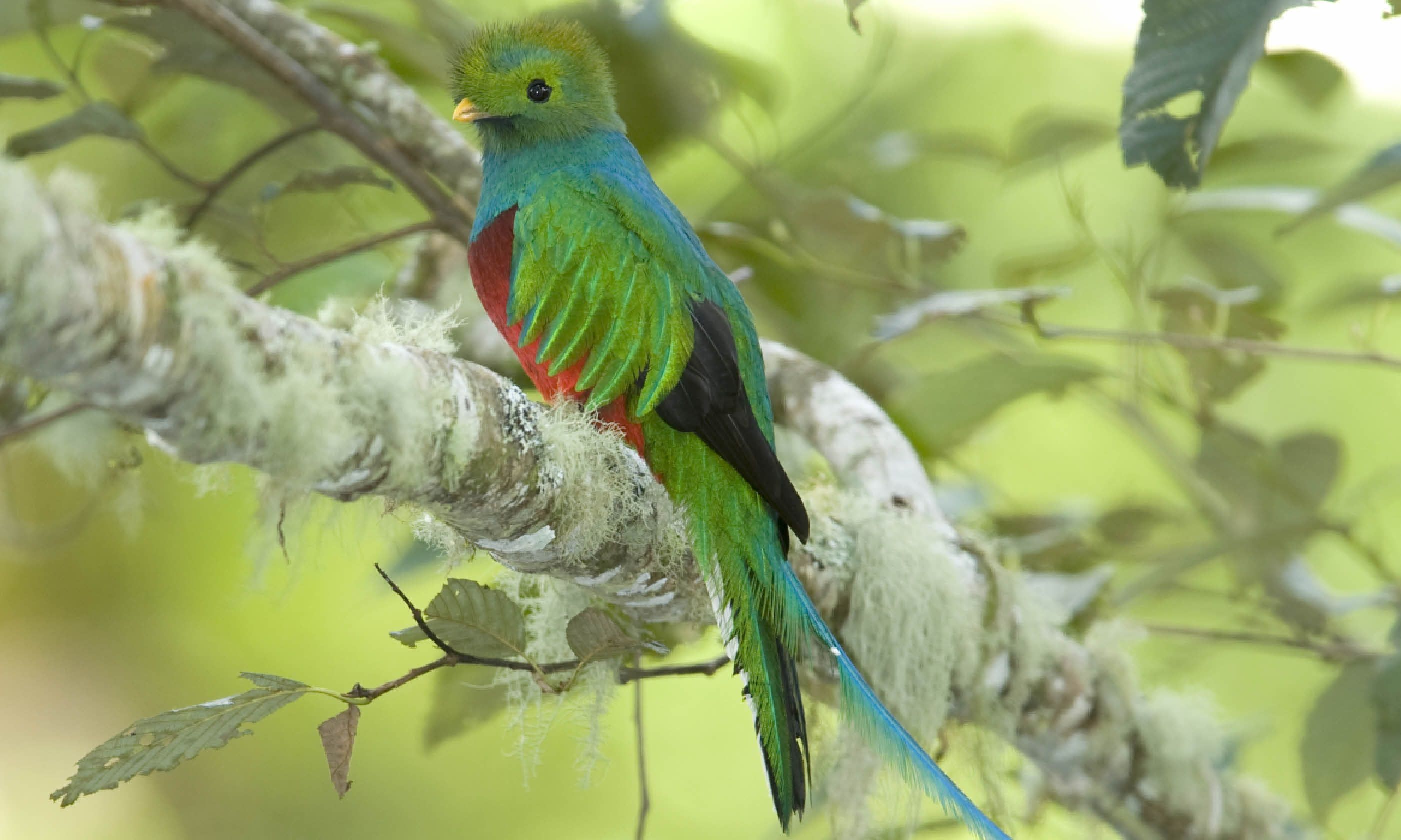 Quetzal in Costa Rica (Shutterstock)