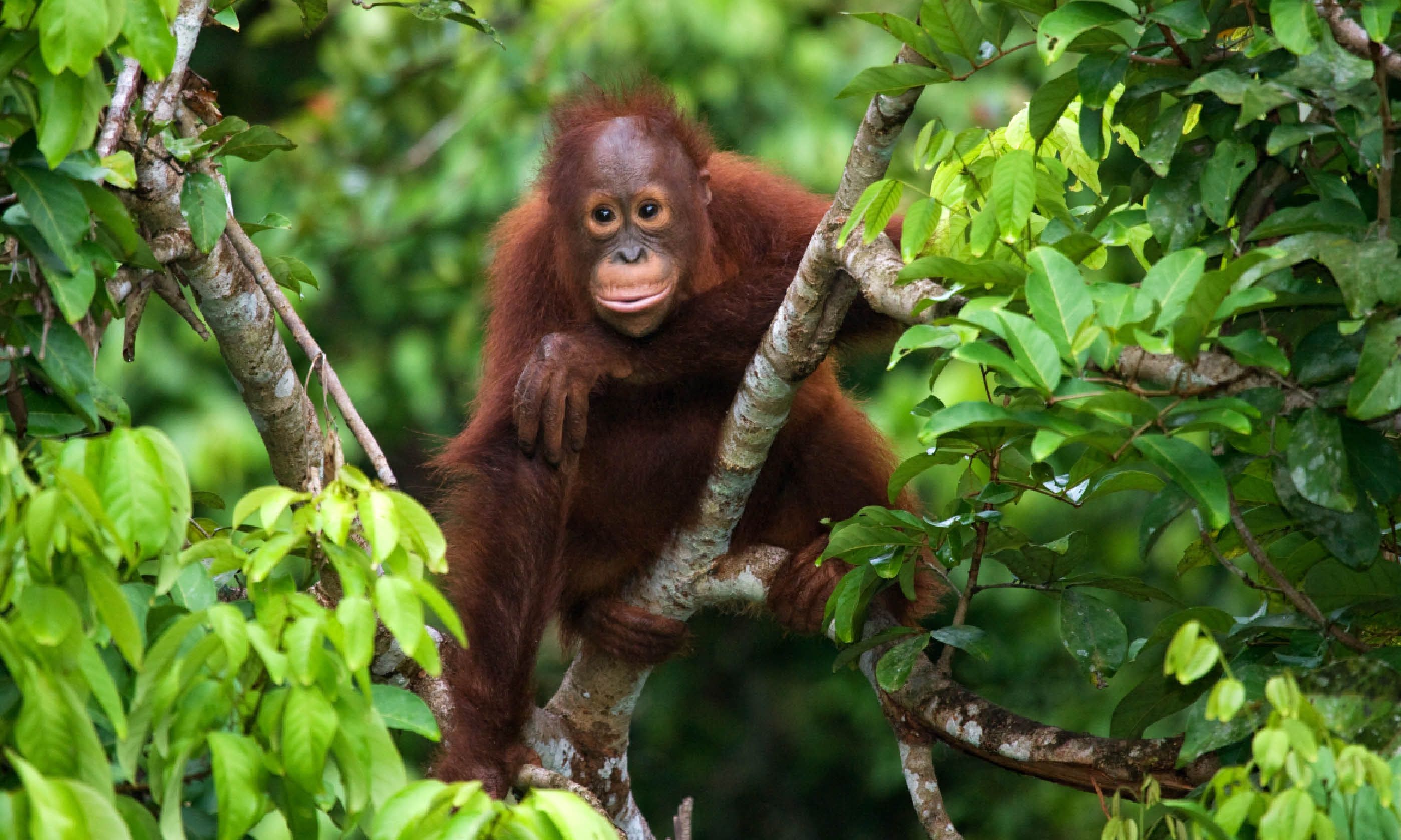 A baby orangutan in Indonesia (Shutterstock)