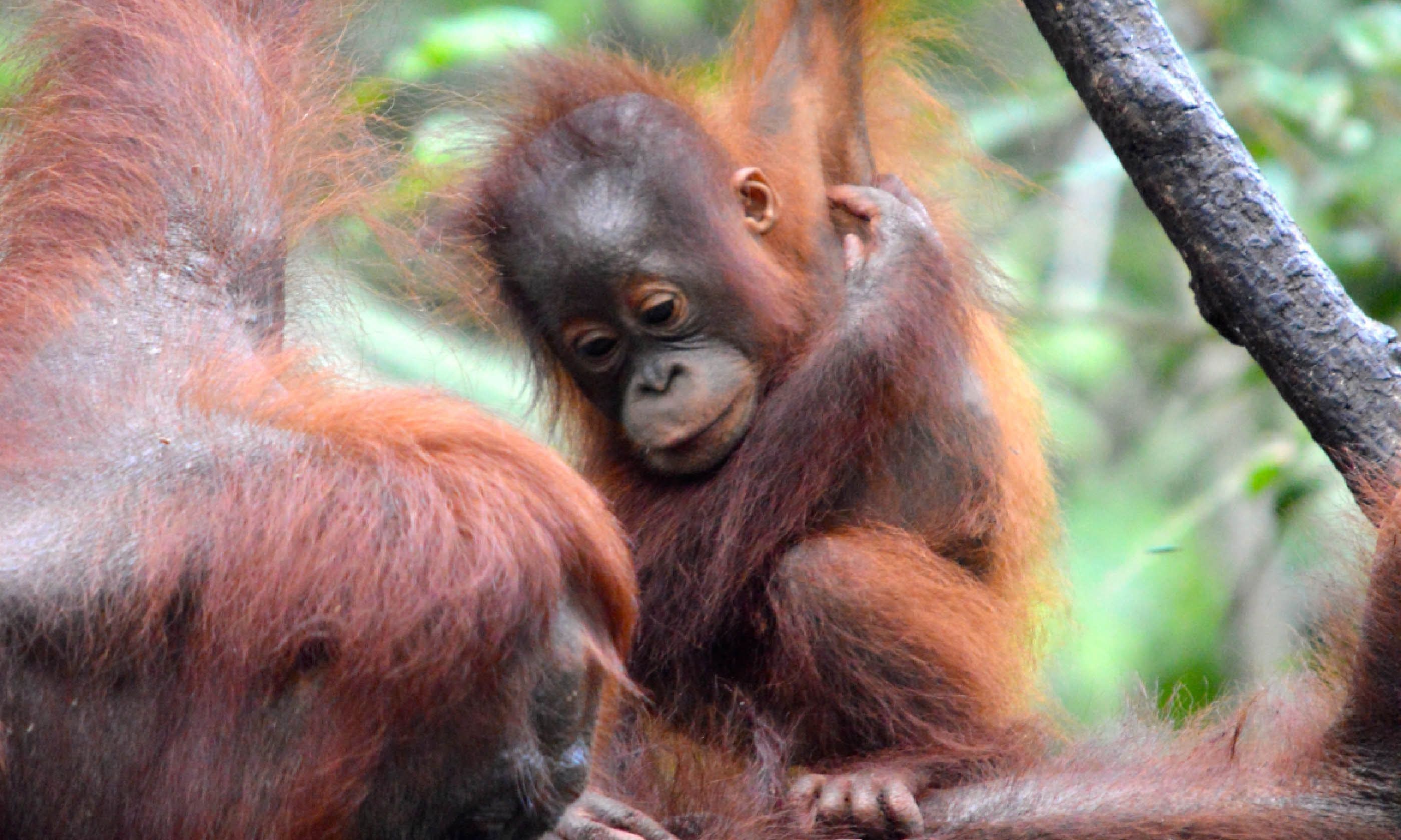 Baby orangutan (Dreamstime)