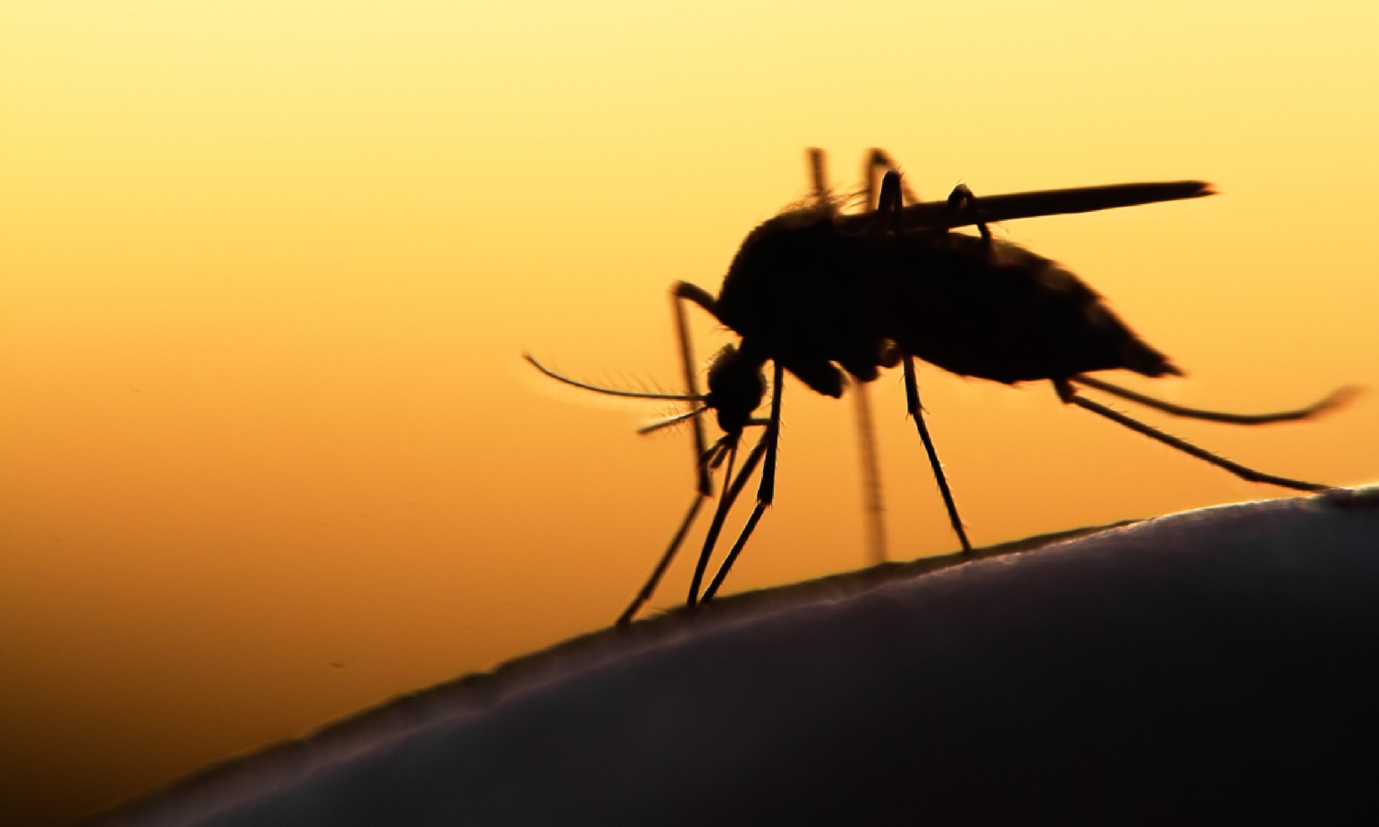 Mosquito on skin (Shutterstock)