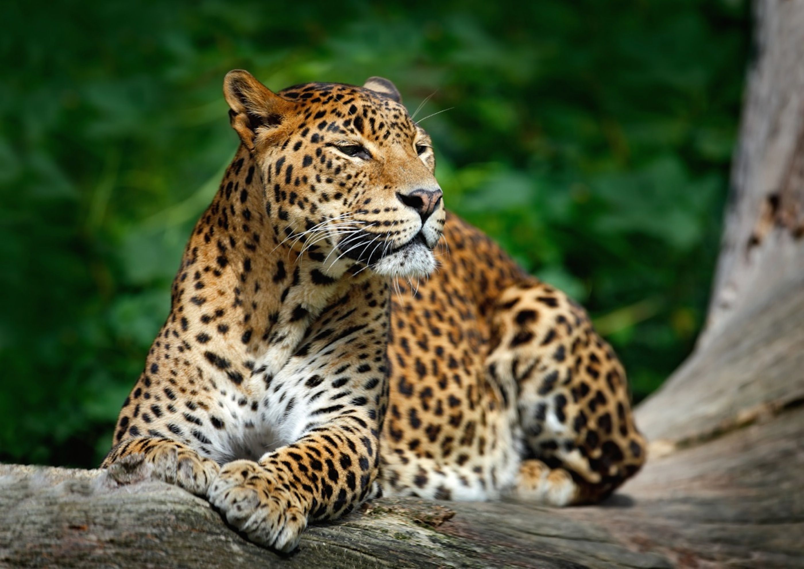 10 best wildlife hotspots in South-East Asia | Wanderlust