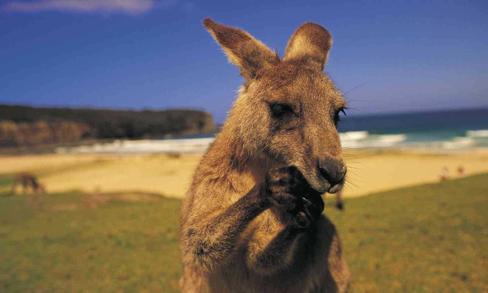 A wildlife guide to New South Wales Wanderlust A wildlife guide to New South Wales Wanderlust