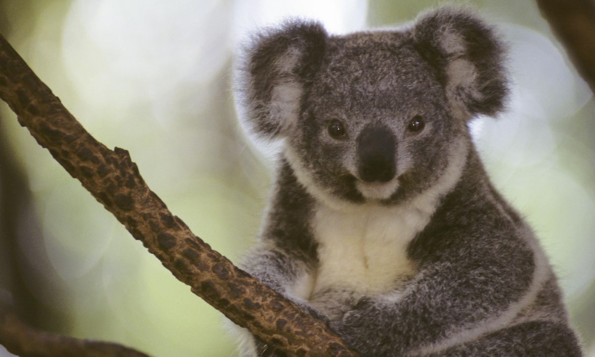 A wildlife guide to New South Wales Wanderlust A wildlife guide to New South Wales Wanderlust