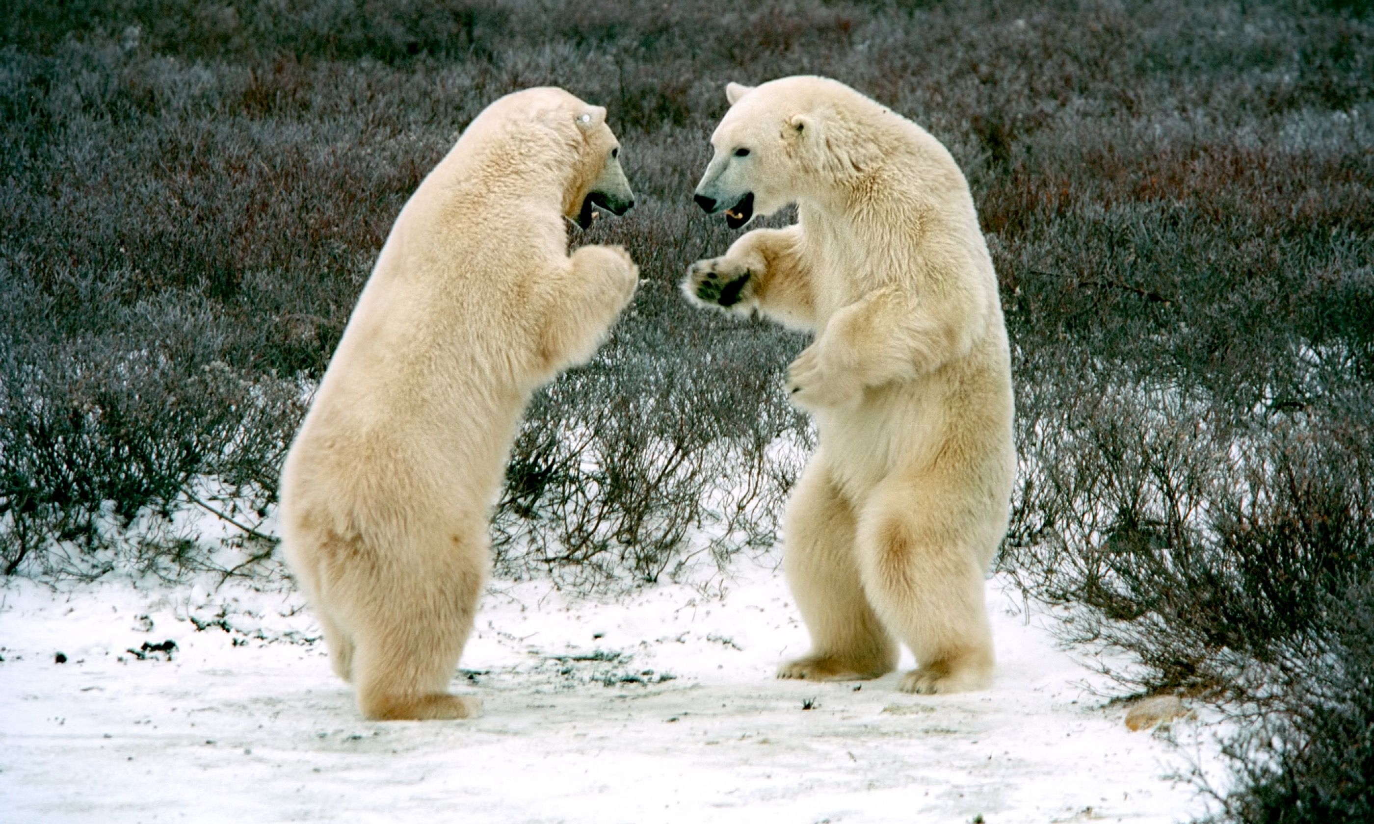 Белый медведь схватка. Образ жизни белого медведя. Белый дерется. Два белых медведя дерутся. Белый дерется.