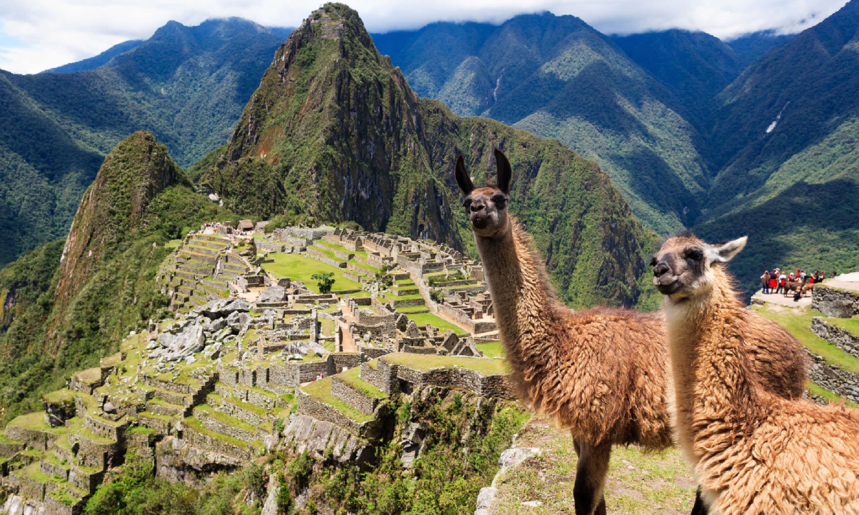 Llama at Lost City of Machu Picchu (Shutterstock)