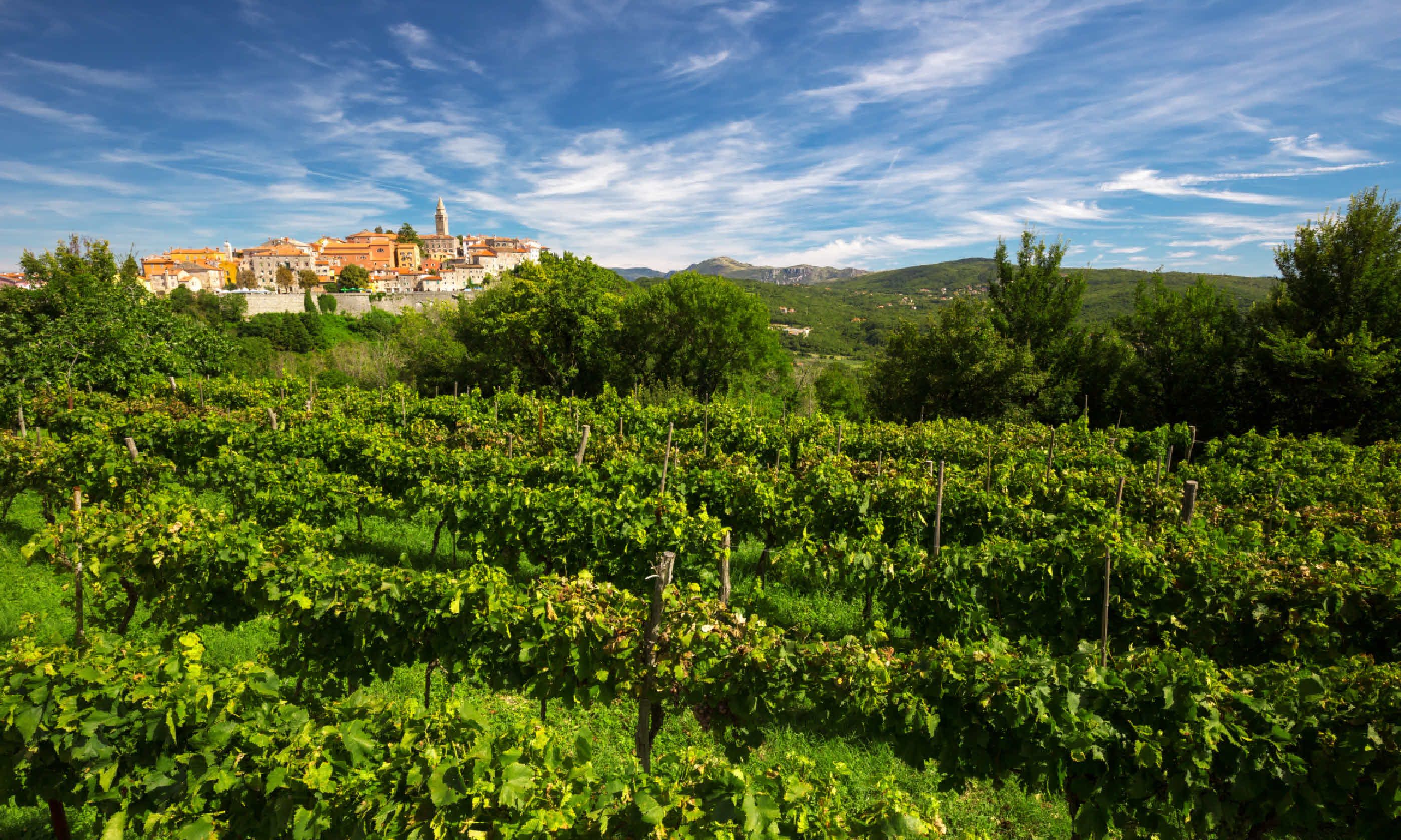 Old village with vineyard in Istria (Shutterstock)