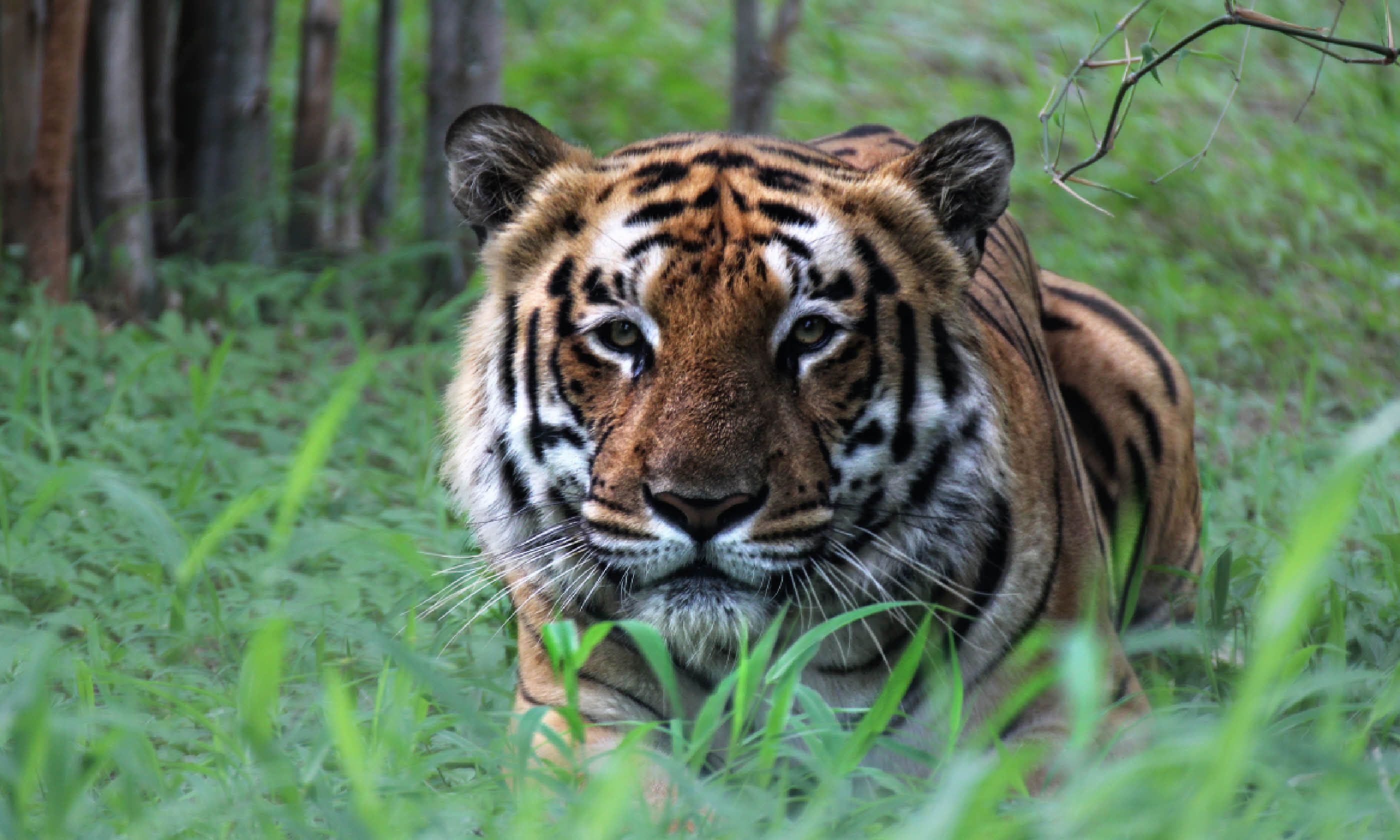Crouching tiger (Shutterstock)