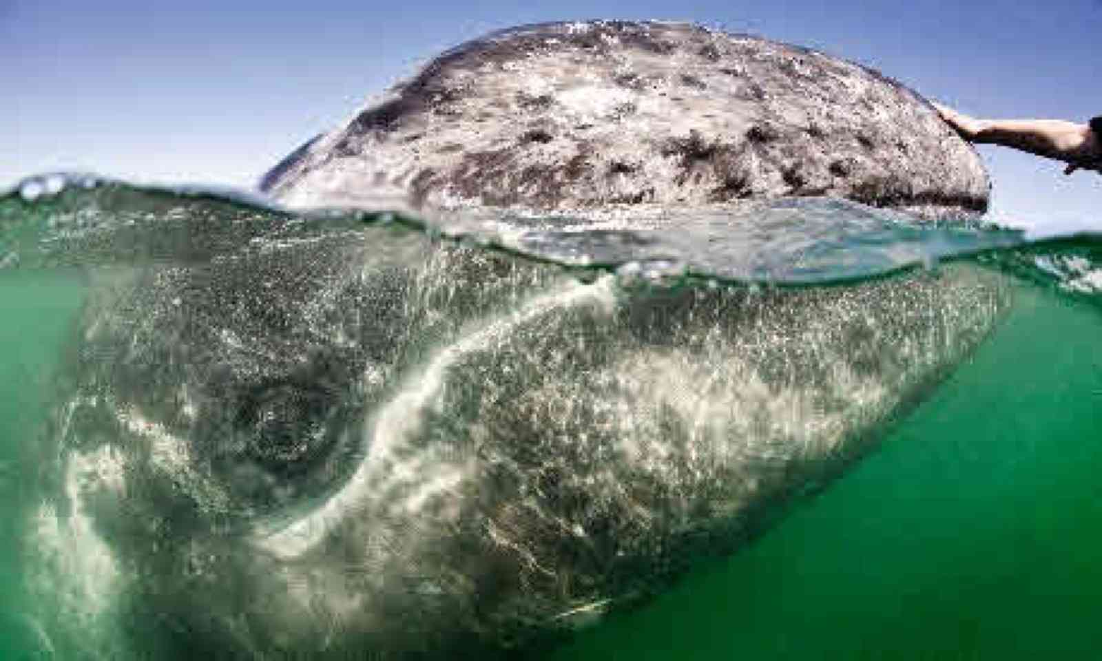 Extreme whale selfie (Mark Carwardie)