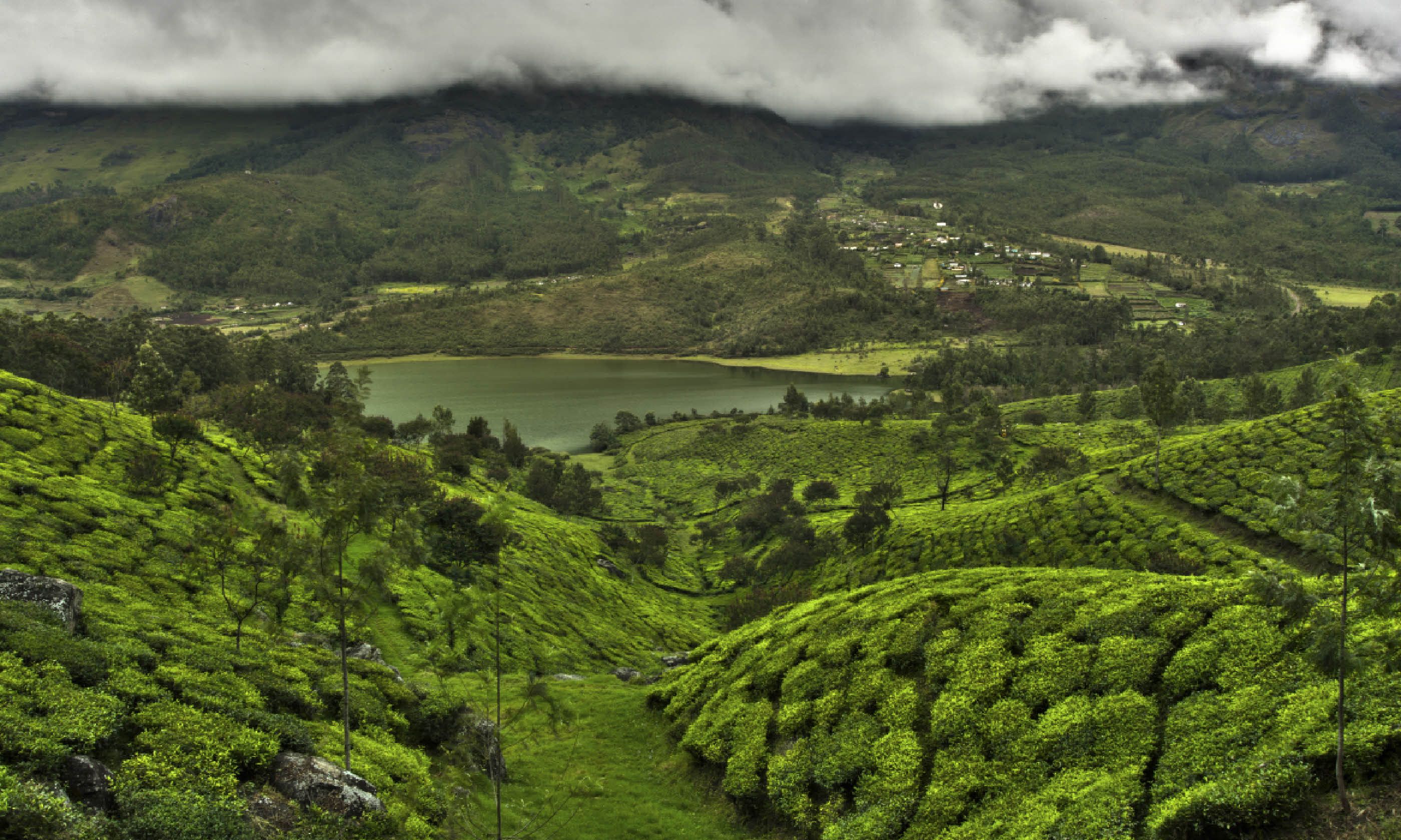 Tea plantation valley in Western Ghats (Dreamstime)