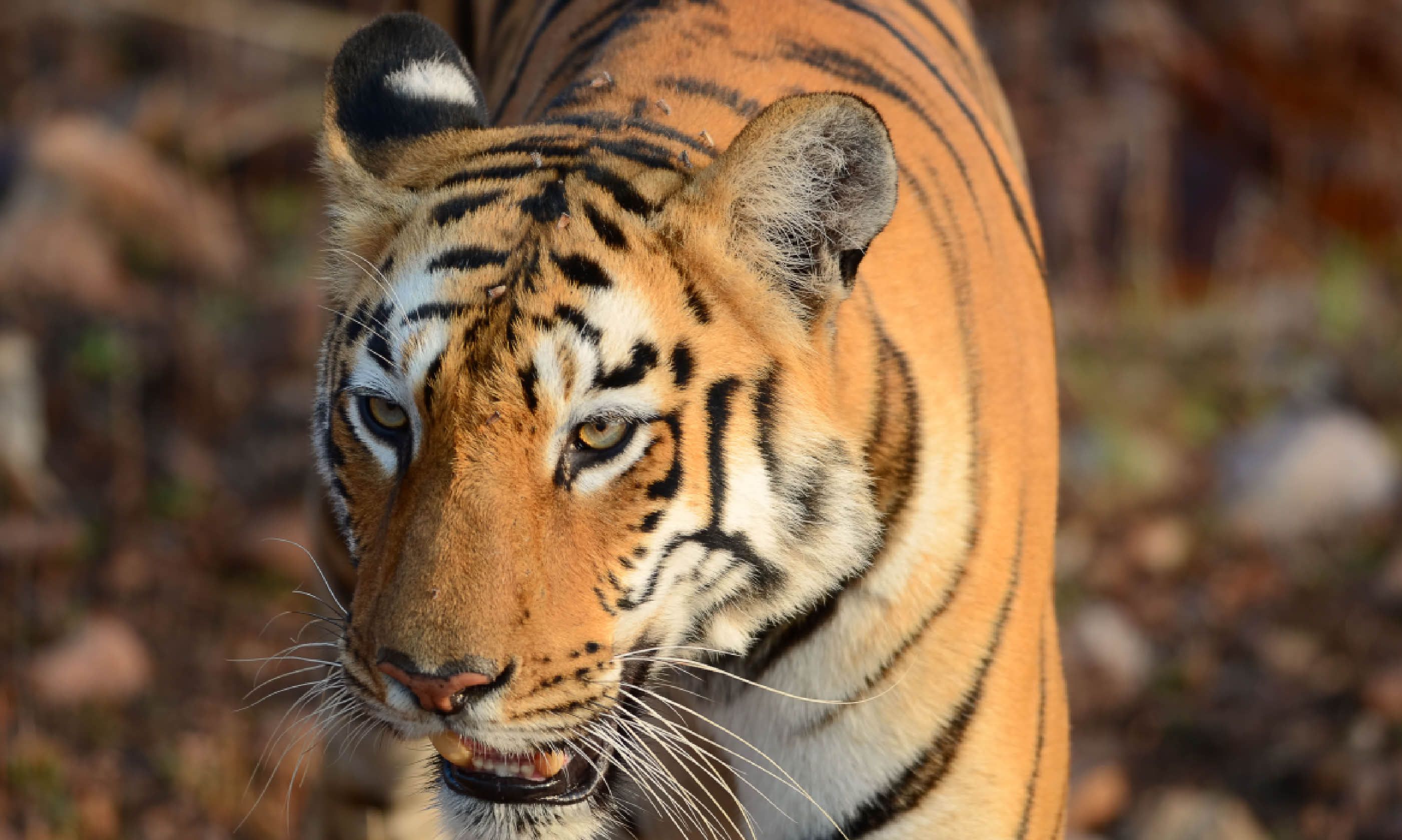 Wild tiger (Dreamstime)