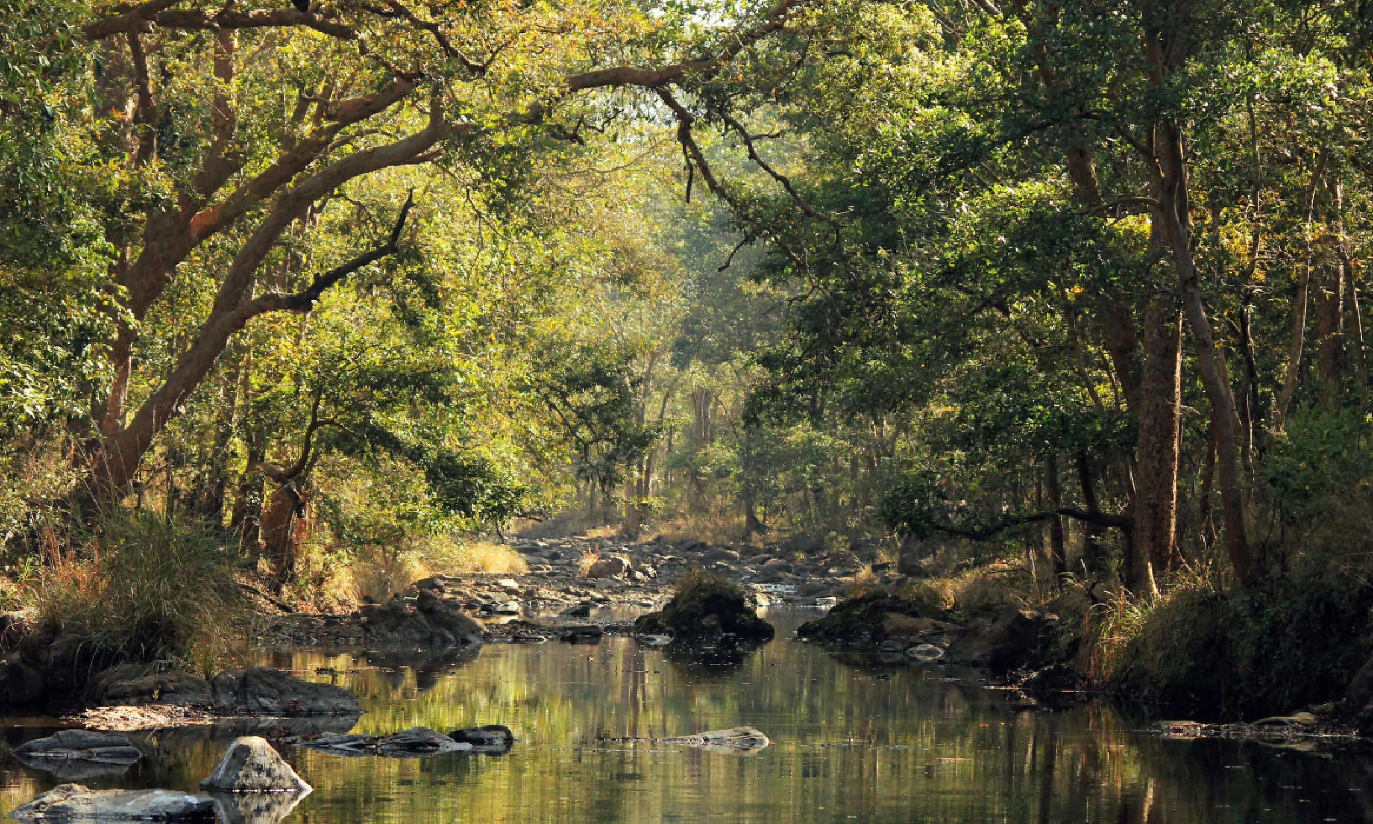 Kanha National Park, Madhya Pradesh (Dreamstime)