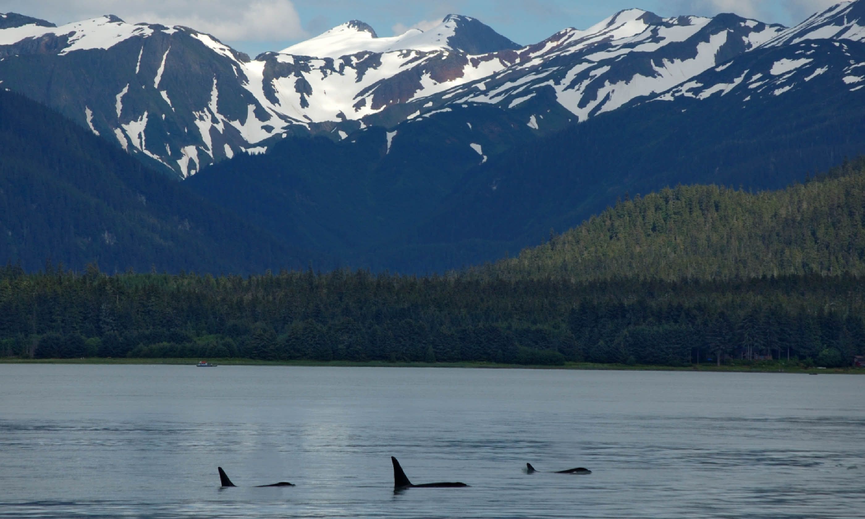 7 great spots to see orcas Wanderlust