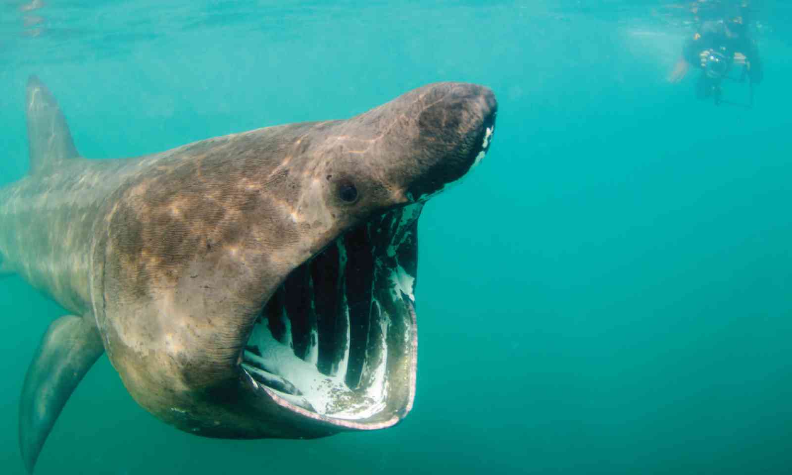 Basking shark (Shane Wasik)