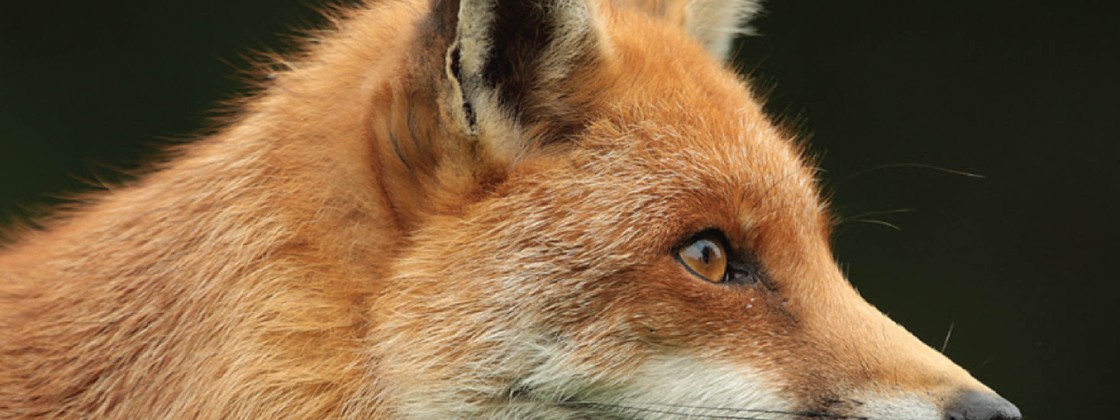 5 Incredible Wildlife Encounters In Britain 5 Incredible Wildlife Encounters In Britain