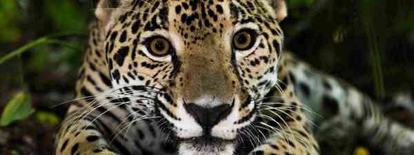The Top 9 Wildlife Must See S In Peru Wanderlust