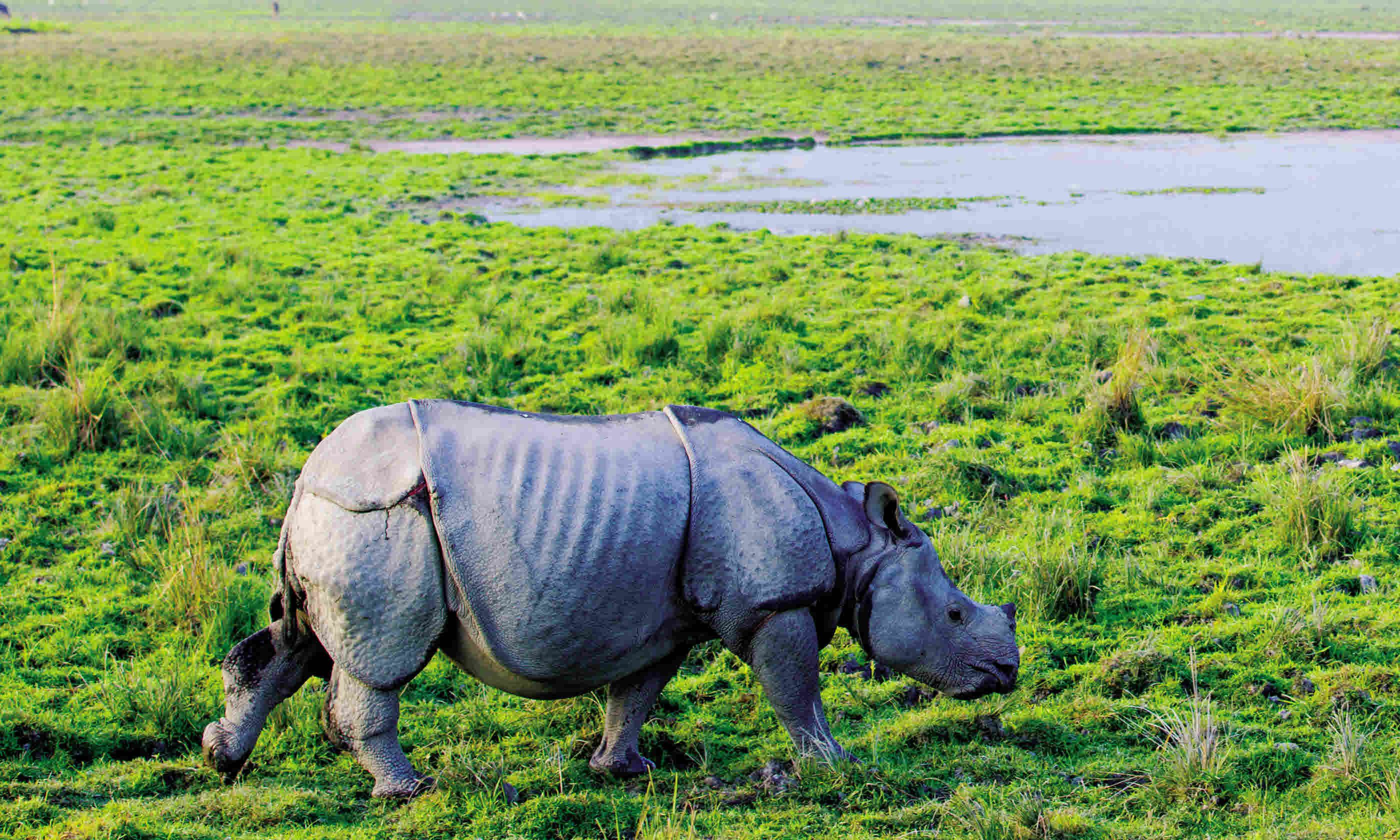 Rhino in Assam (Dreamstime)